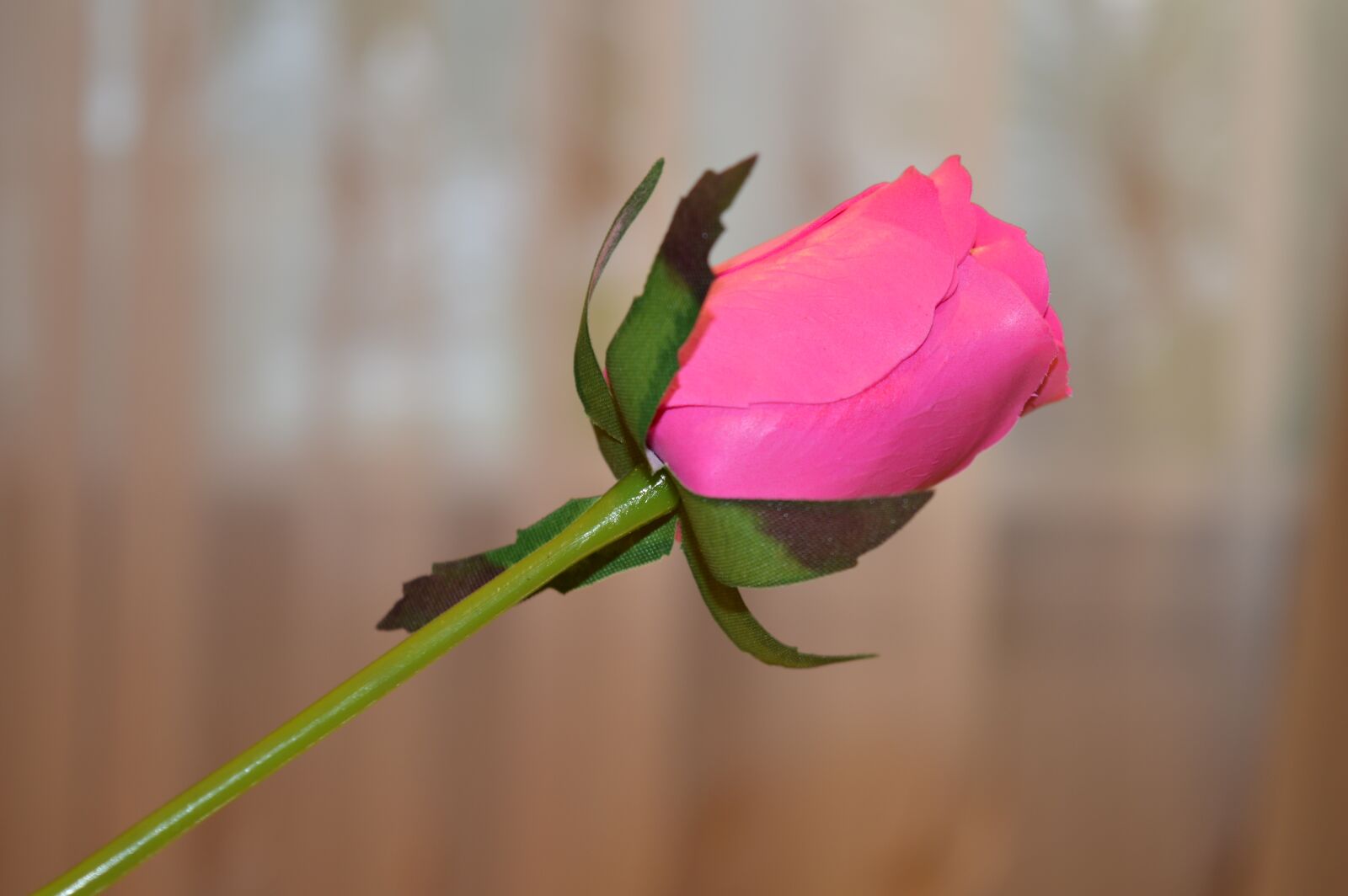 Nikon D3200 sample photo. Rose from soap, soap photography