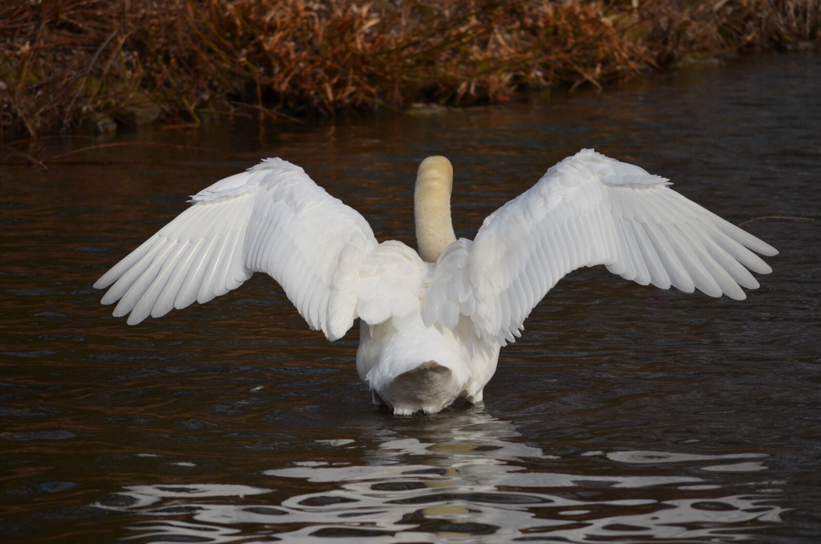 Nikon D5100 sample photo. Bird, waters, lake photography