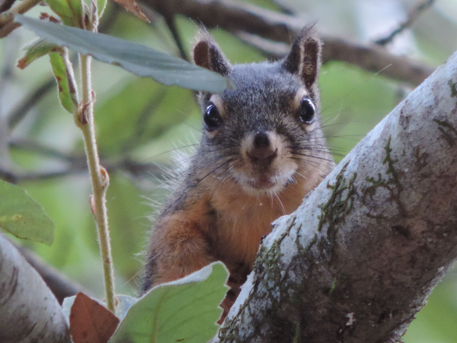 Nikon Coolpix P520 sample photo. Tree squirrel, looking, close photography