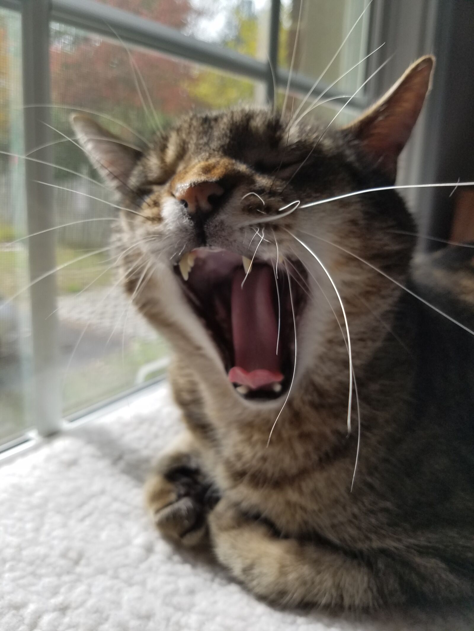 Samsung Galaxy S7 sample photo. Cat, scream, animal photography