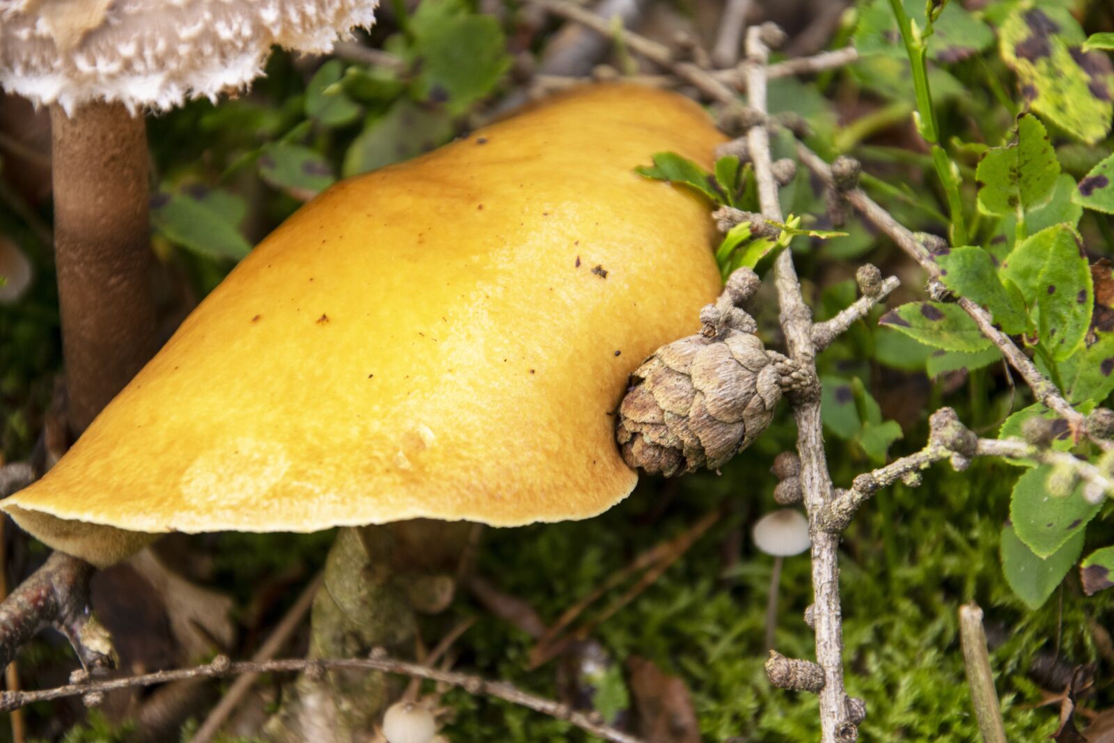 Nikon D5300 sample photo. Mushrooms, poisonous mushrooms, edible photography