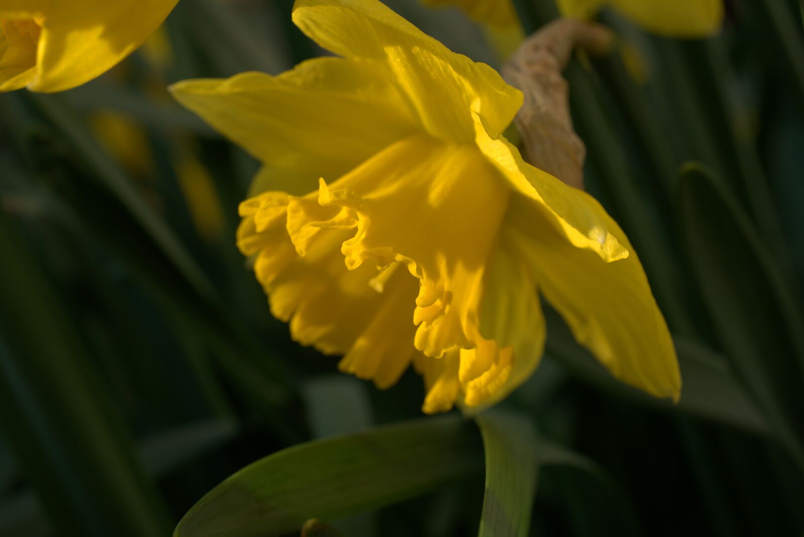 Sony a7 II + Sony FE 50mm F2.8 Macro sample photo. Daffodil, narcissus, easter photography