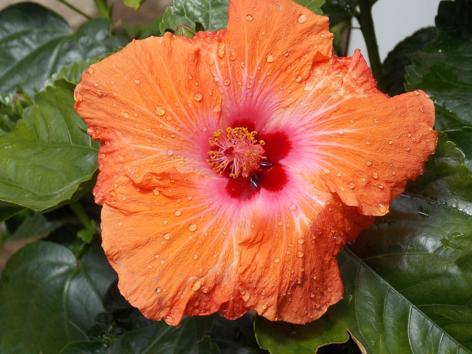 Nikon Coolpix L810 sample photo. Hibiscus, flower, orange photography