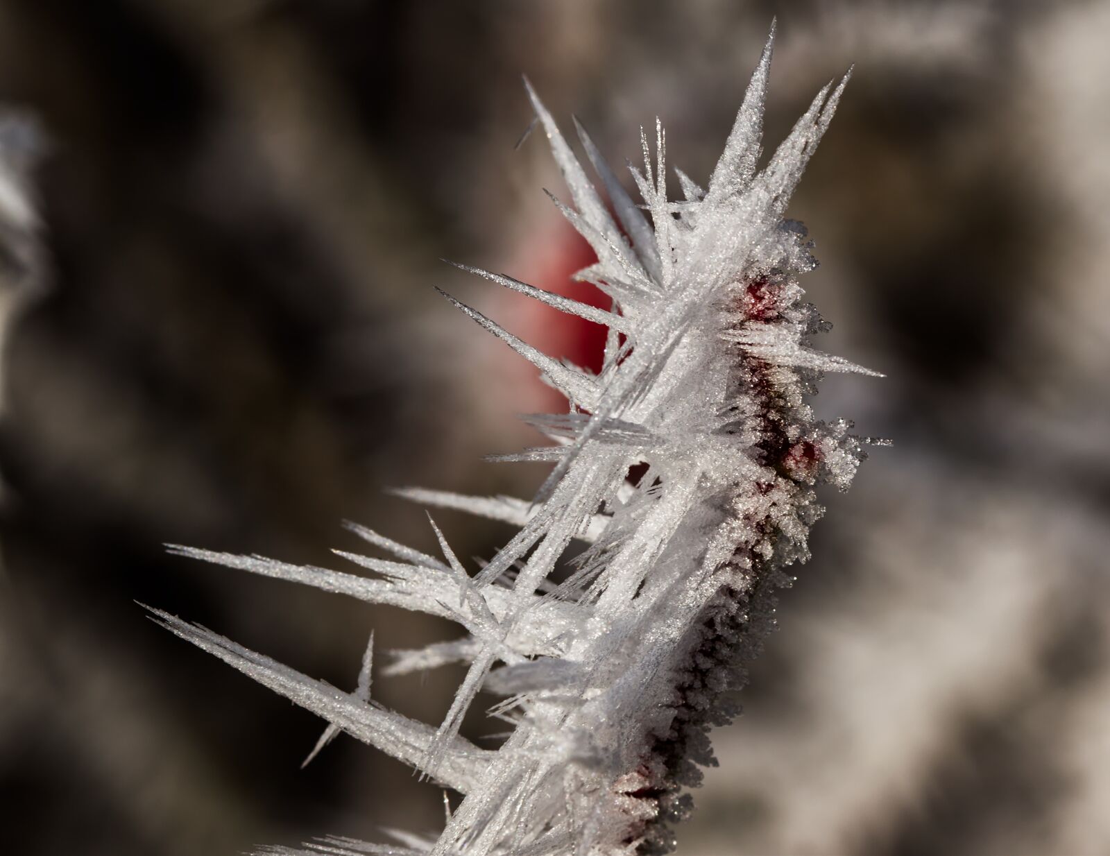 Nikon D5500 sample photo. Winter, ice, snow photography