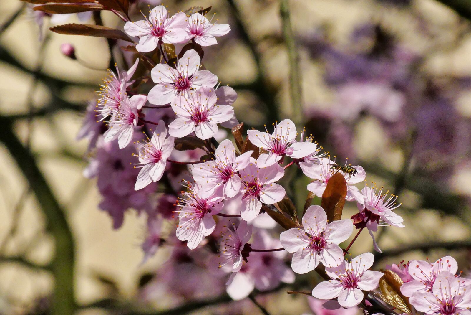 Panasonic Lumix DMC-FZ300 sample photo. Spring, flowers, blooms photography
