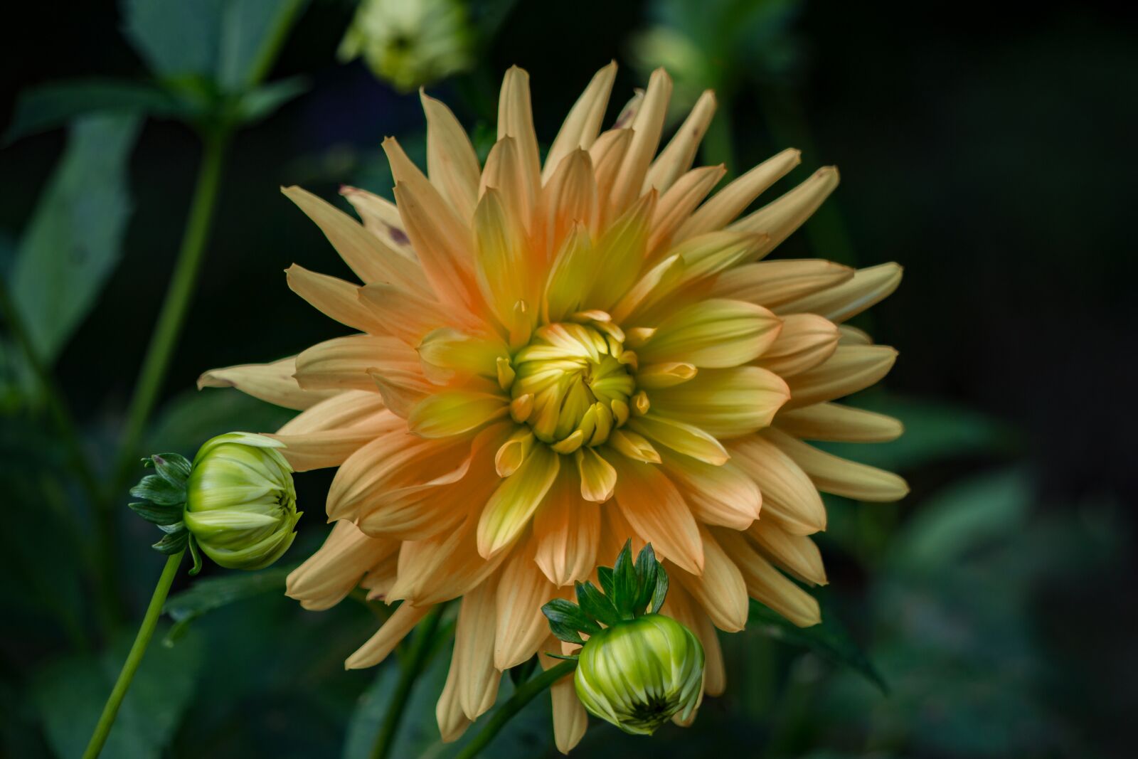 Sony E 55-210mm F4.5-6.3 OSS sample photo. Flower, nature, plant photography