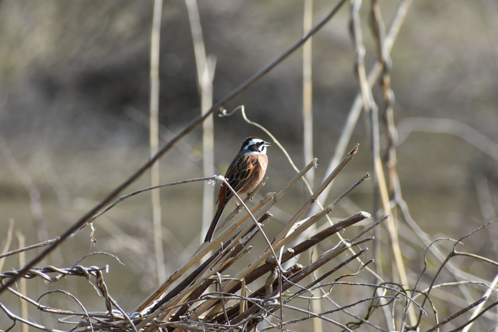 Nikon D7200 sample photo. Animal, grass, bird photography