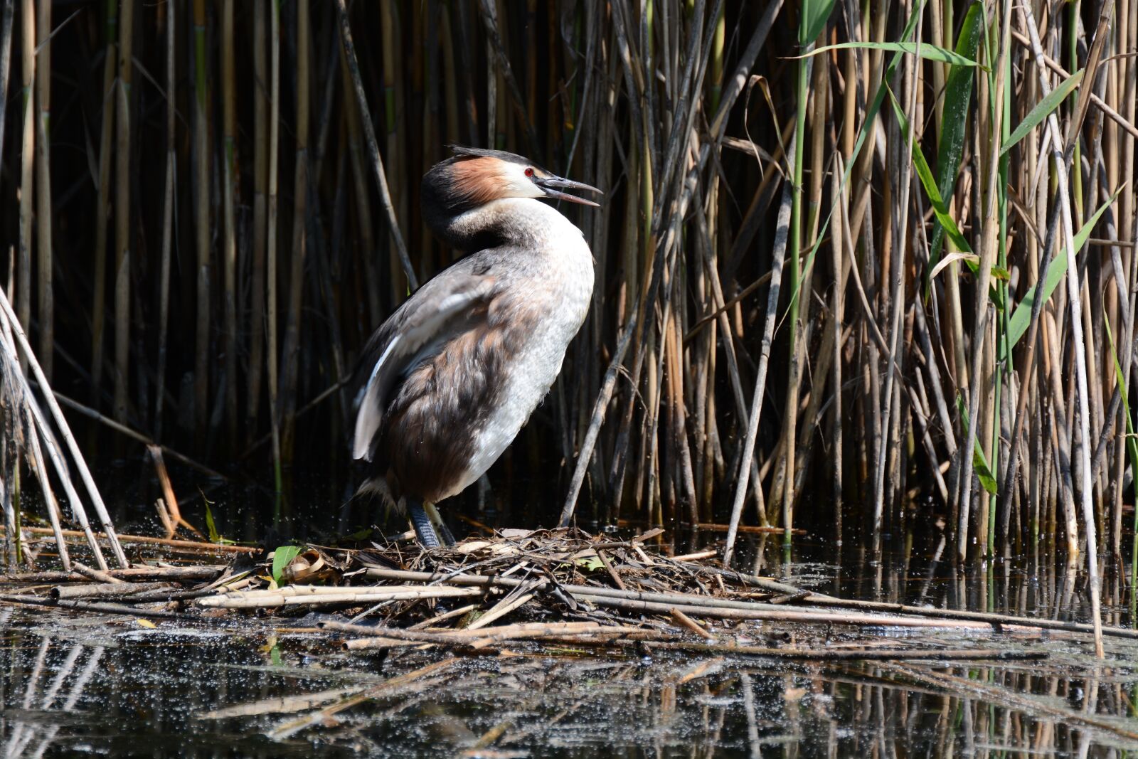 Nikon D7100 sample photo. Grebe, water, river photography