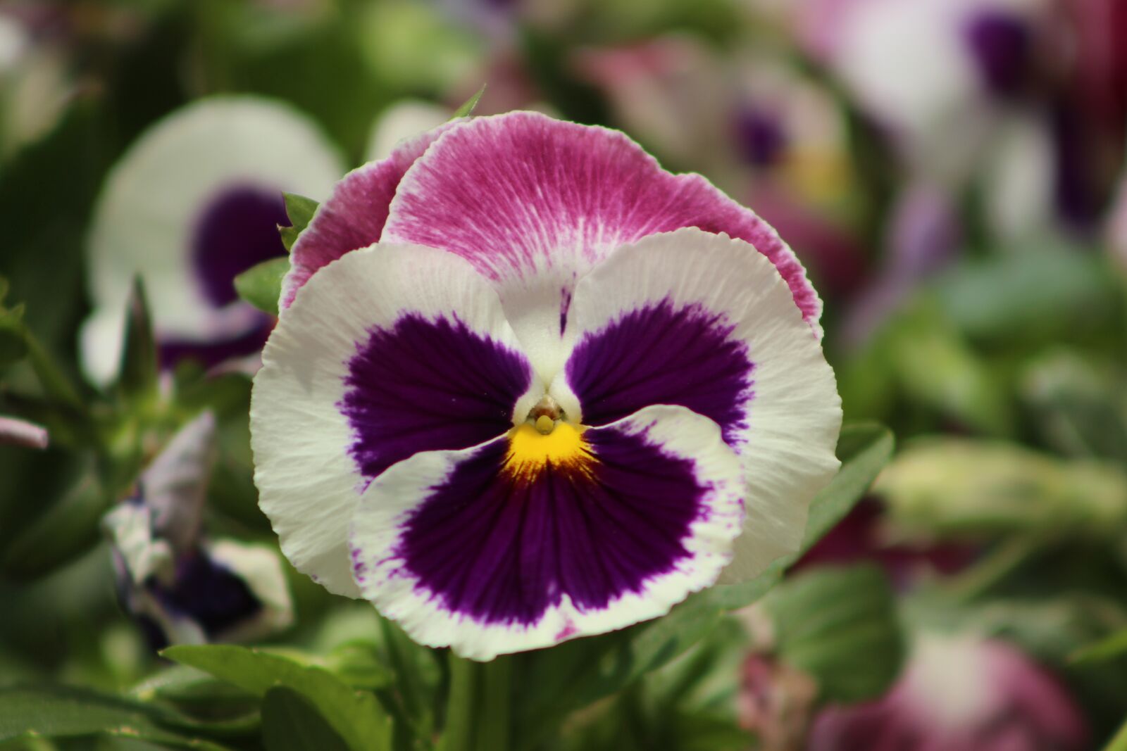 Canon EF75-300mm f/4-5.6 sample photo. Flower, nature, close up photography