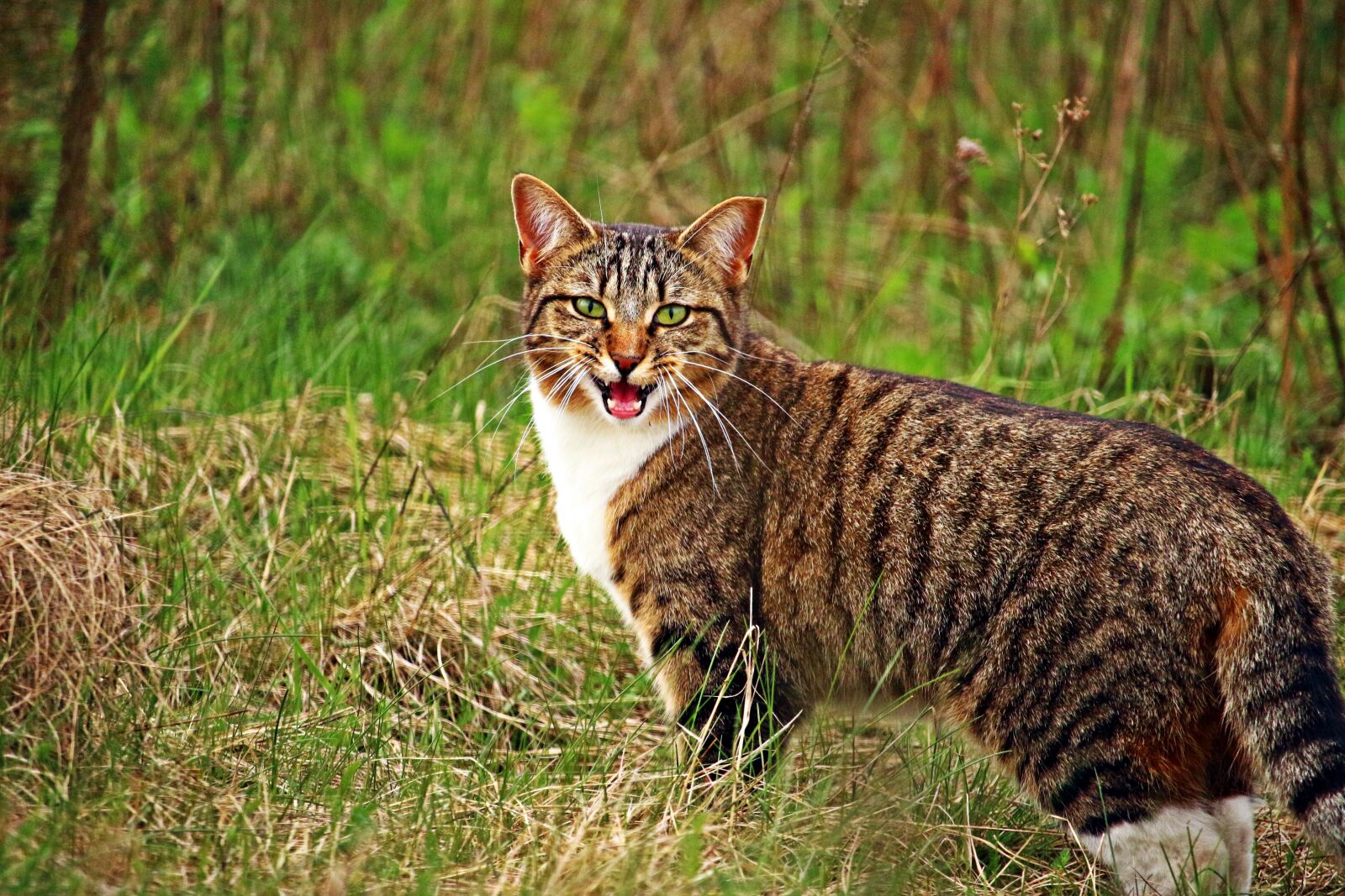 Canon EOS 100D (EOS Rebel SL1 / EOS Kiss X7) sample photo. Cat, kitten, tiger cat photography
