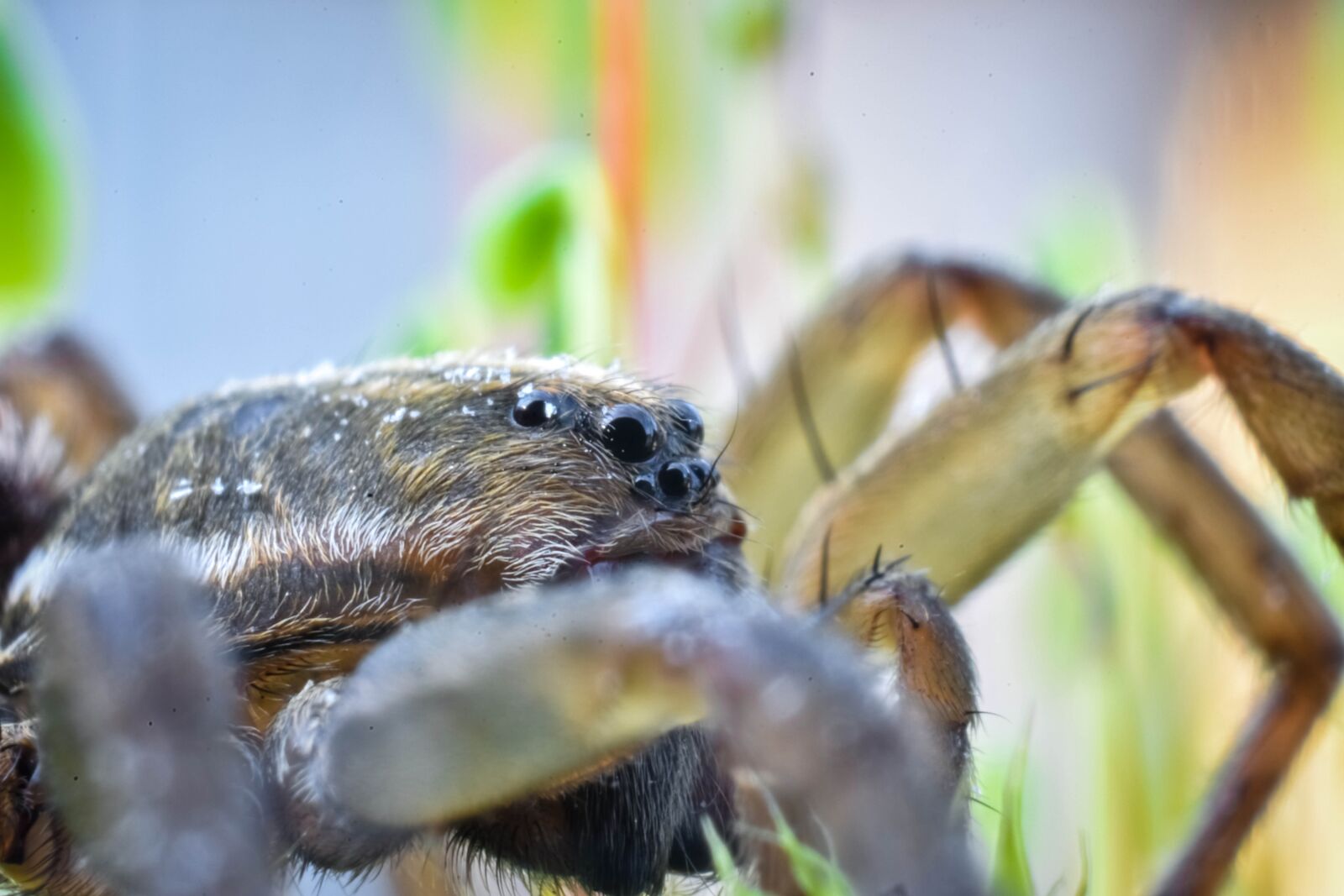 Nikon D7200 sample photo. Spider, eyes, macro photography