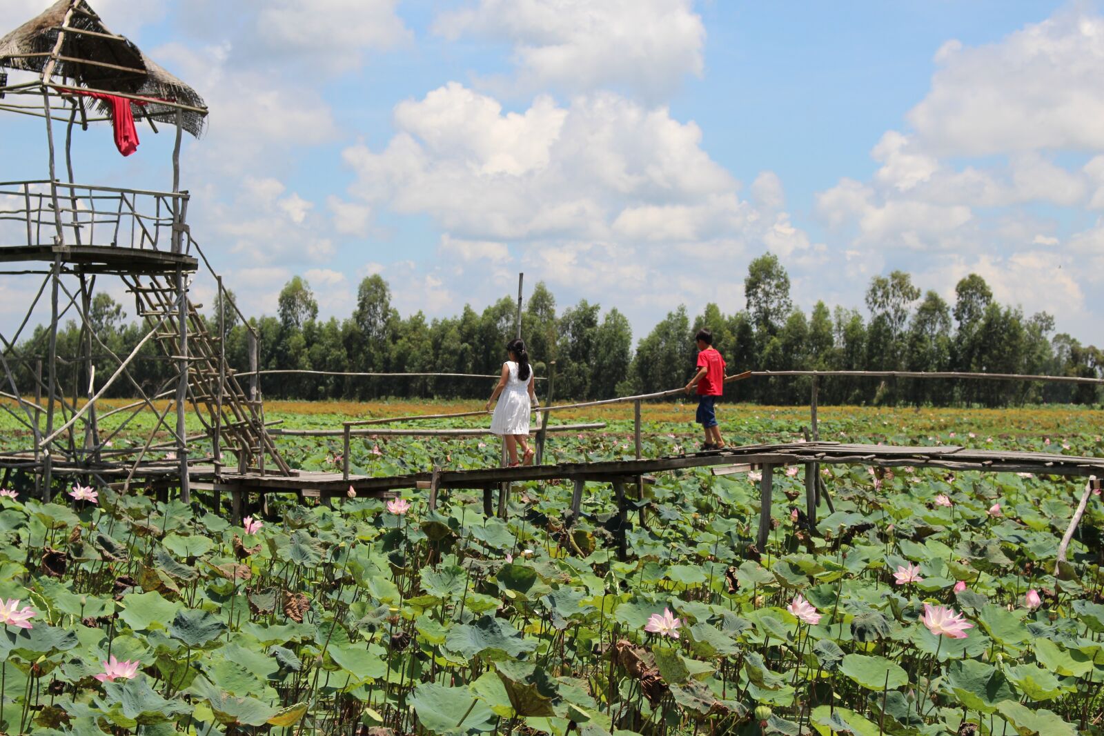 Canon EOS 700D (EOS Rebel T5i / EOS Kiss X7i) sample photo. Lotus, wood, low photography