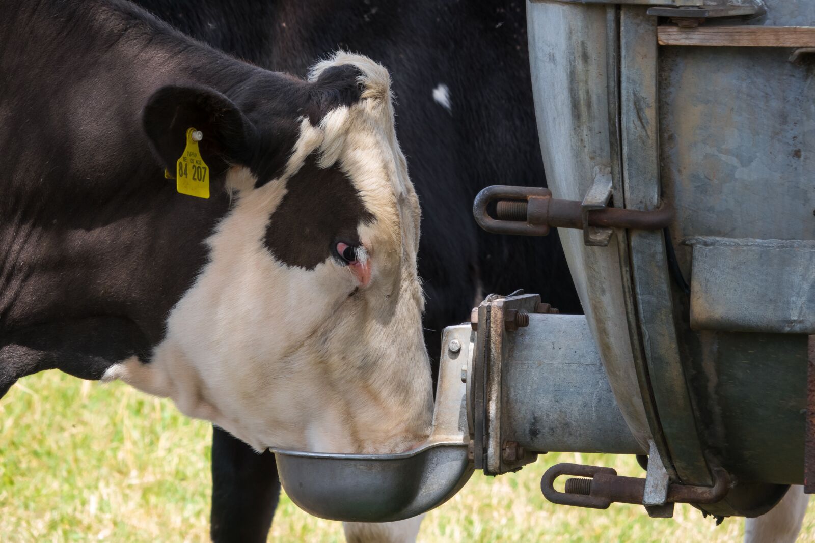 Корова пьет воду из поилки
