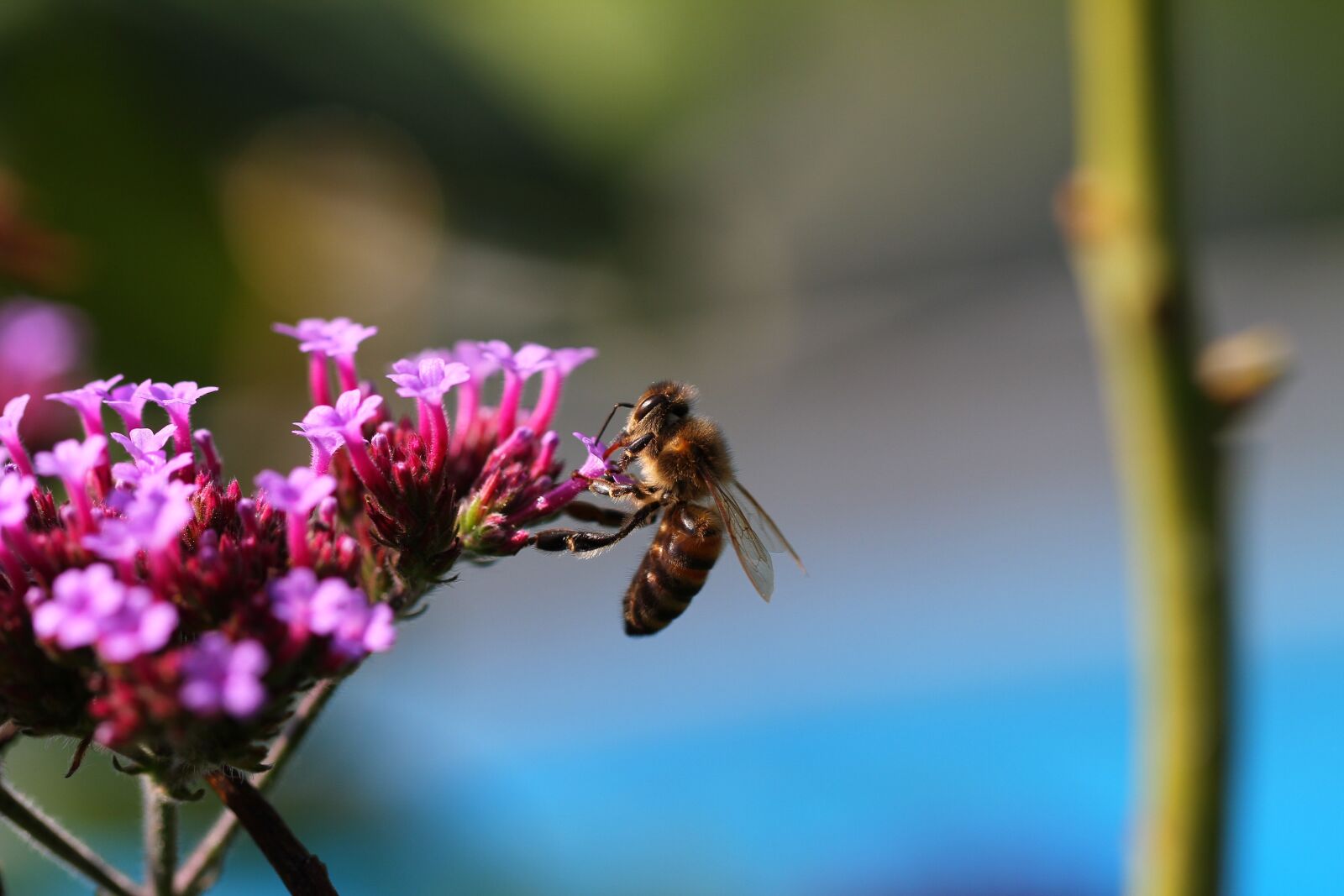 Canon EOS 7D + Canon EF 100mm F2.8L Macro IS USM sample photo. Insect, bee, bees photography