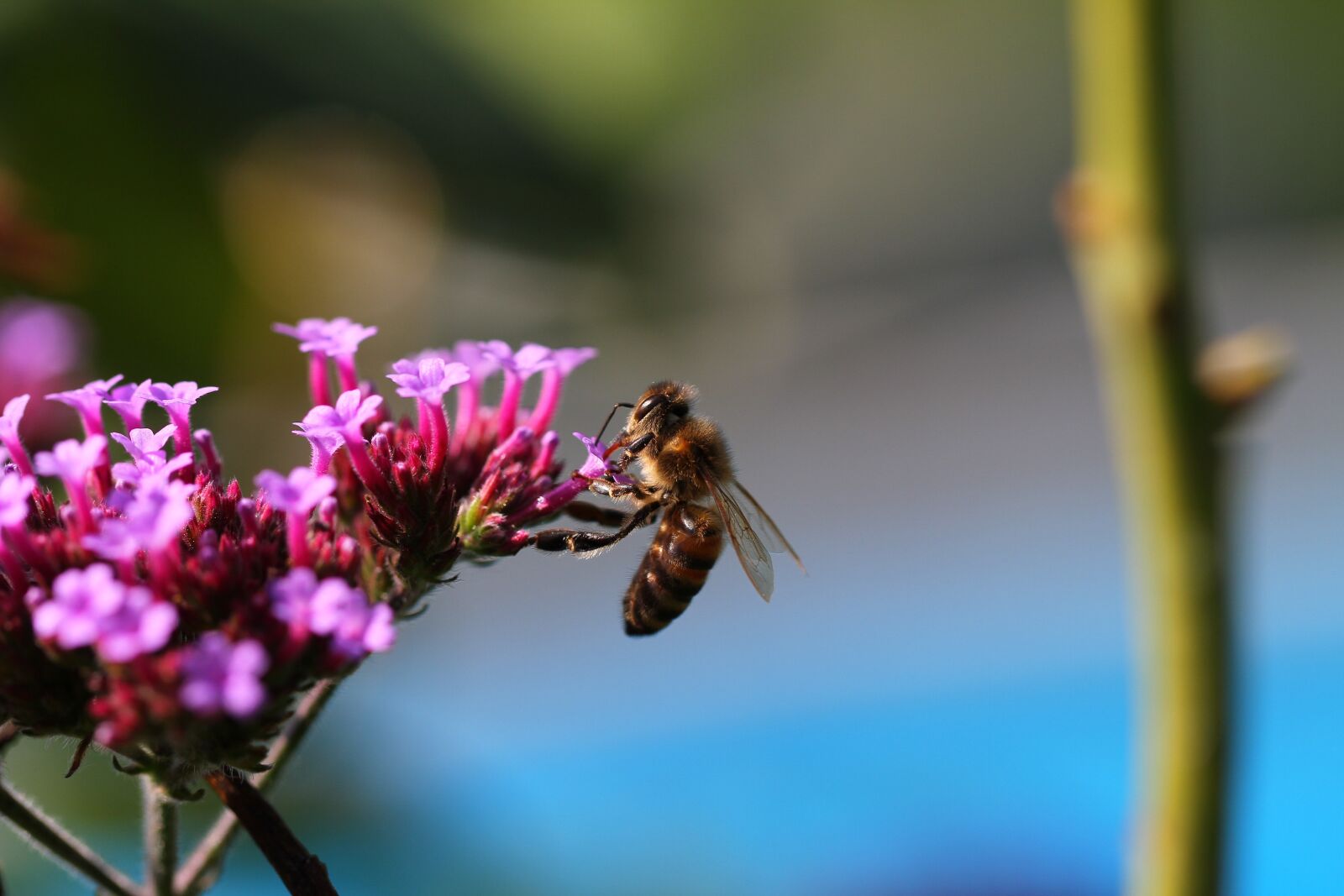 Canon EOS 7D sample photo. Insect, bee, bees photography