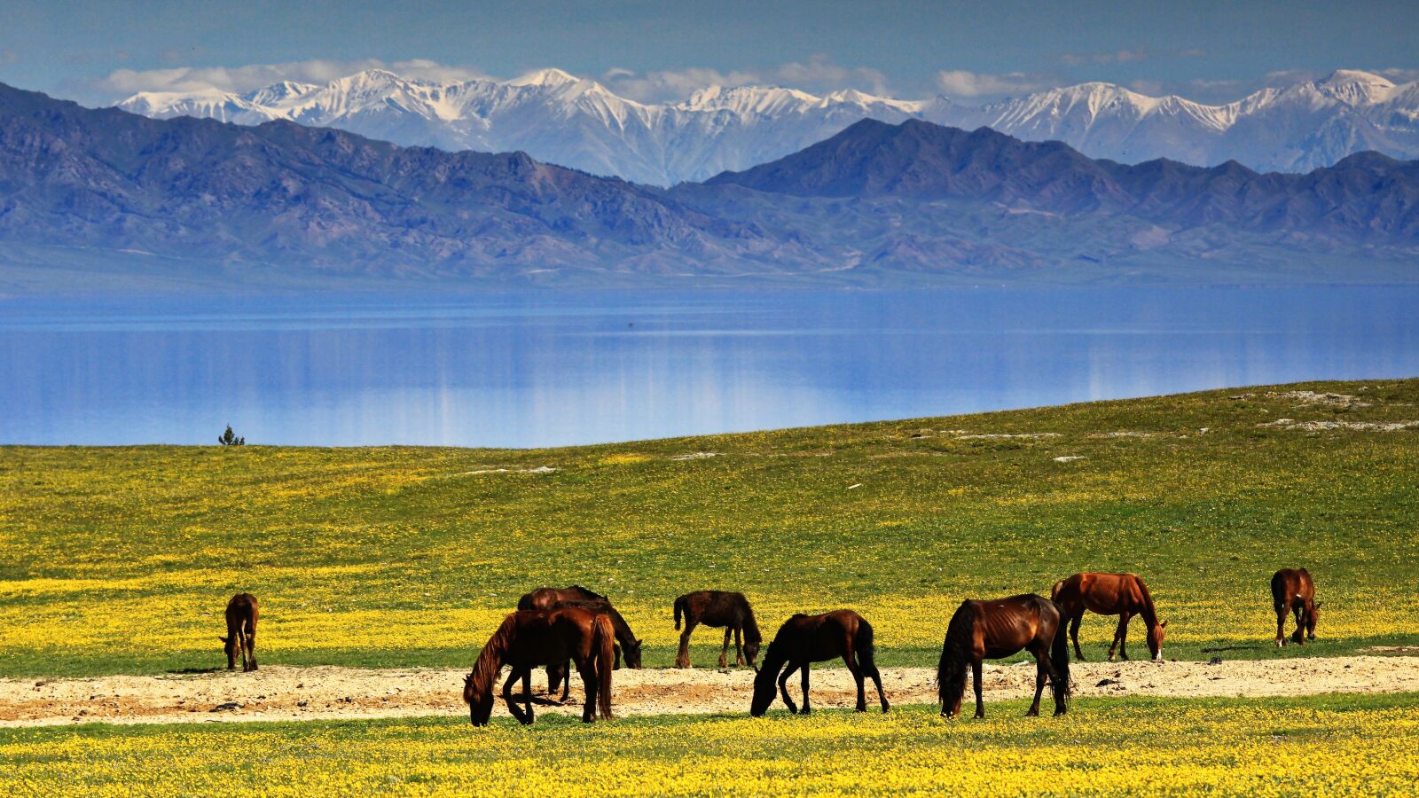 Canon EOS 50D sample photo. Horse, lakes, landscape photography