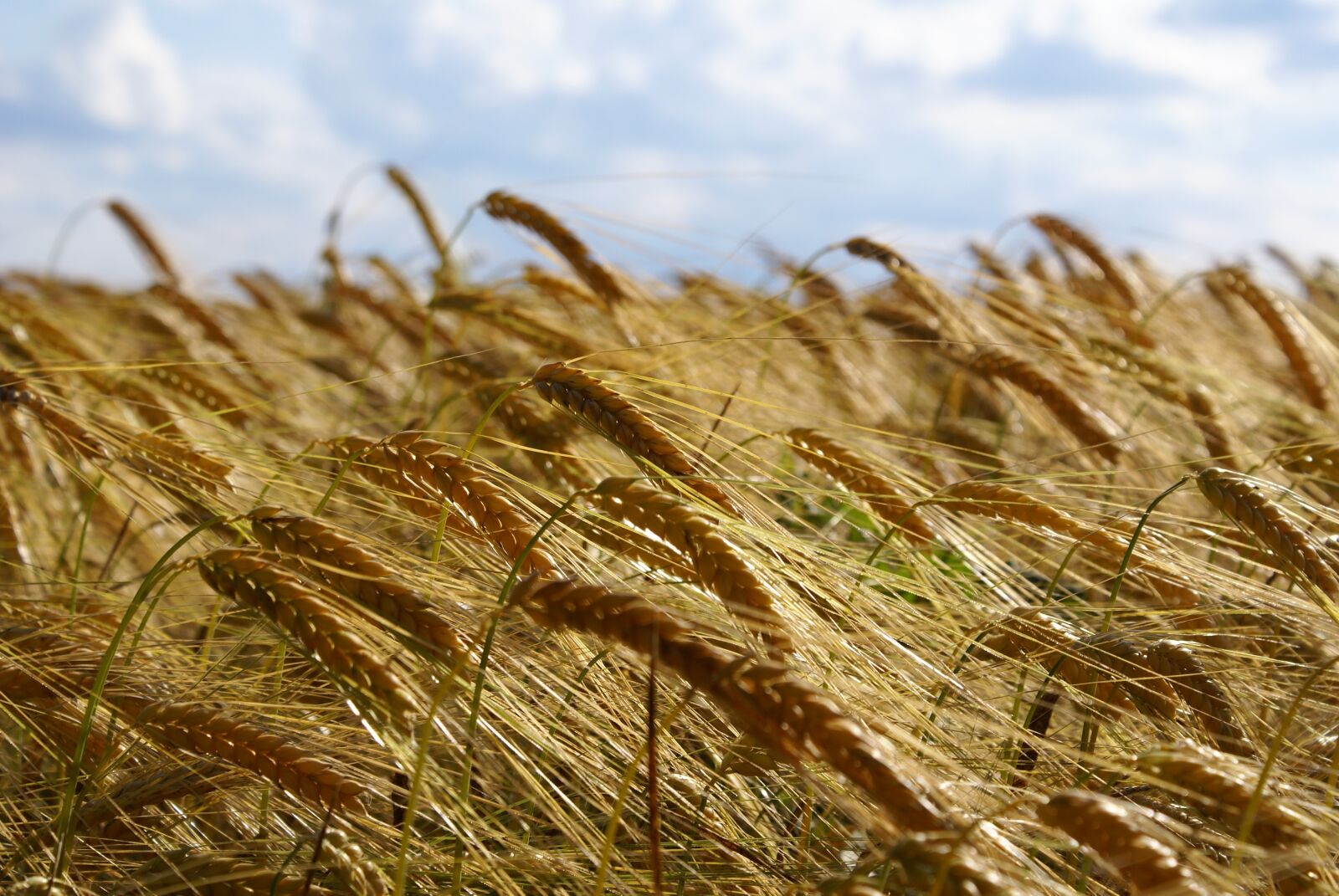 Sony Alpha DSLR-A100 sample photo. Wheat, field, agriculture photography