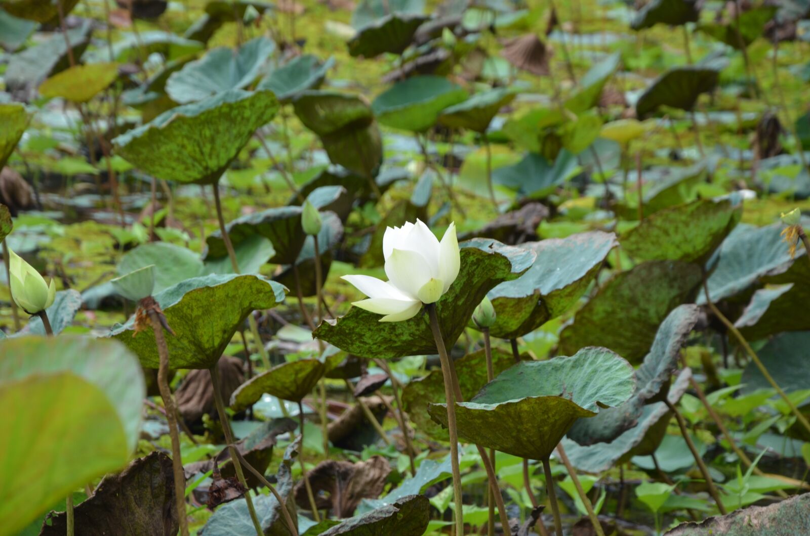 Nikon D7000 sample photo. Lotus, white, flower photography