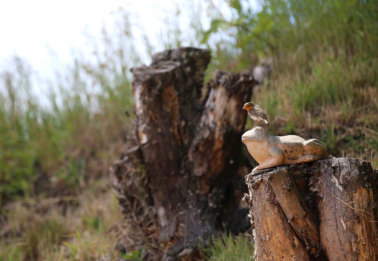 Canon EOS 6D sample photo. Robin, bird, songbird photography