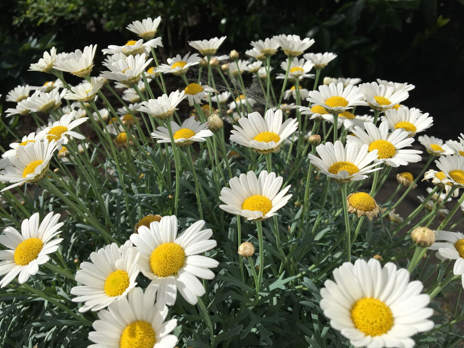 Apple iPhone 6s sample photo. Chrysanthemum, garden, flower photography