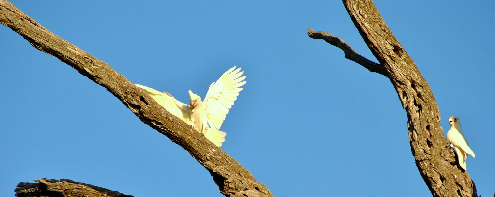 Nikon D3000 sample photo. Wildlife, bird, nature photography