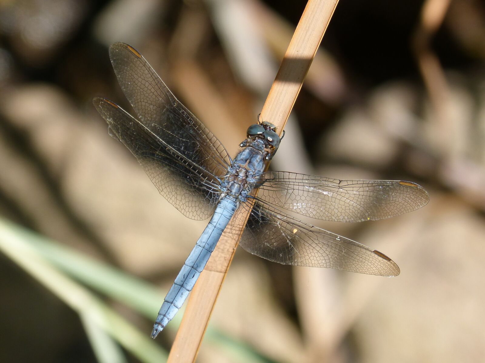 Panasonic DMC-FZ62 sample photo. Blue dragonfly, stem, flying photography