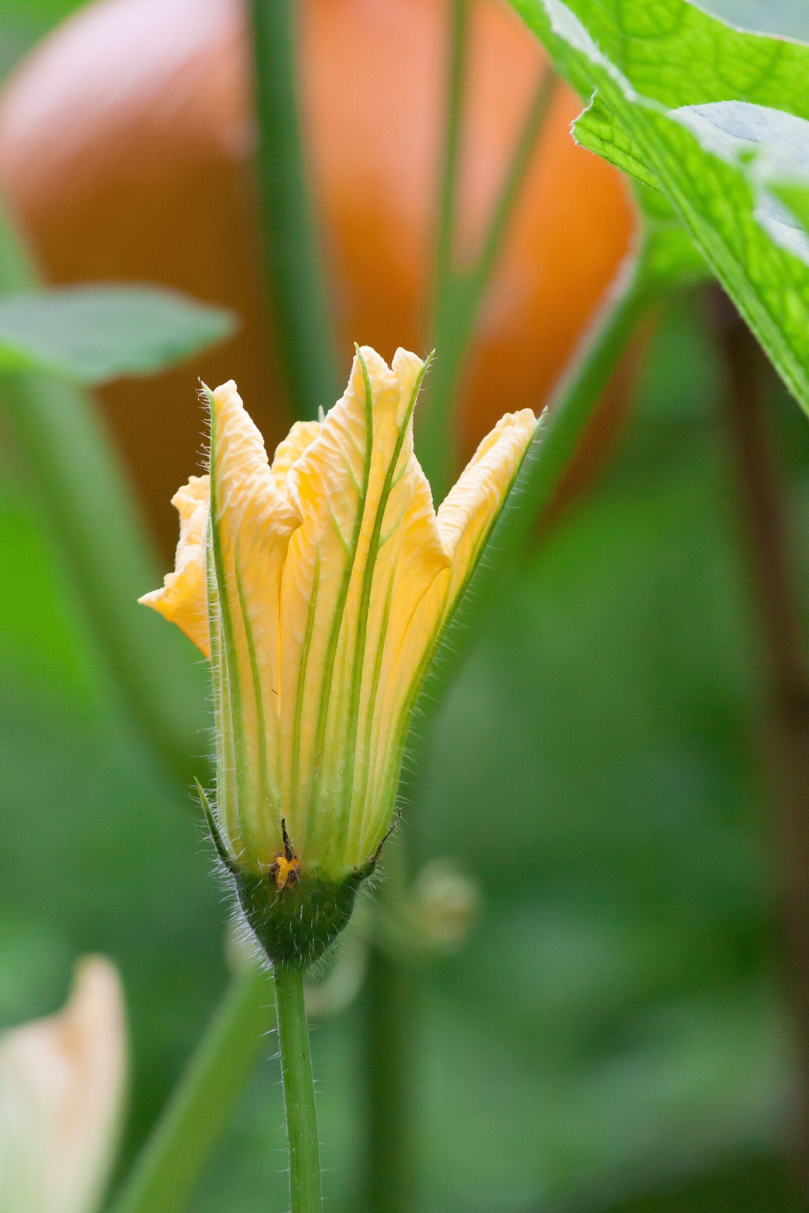 Canon EOS 50D sample photo. Pumpkin, hokkaido, vegetables photography