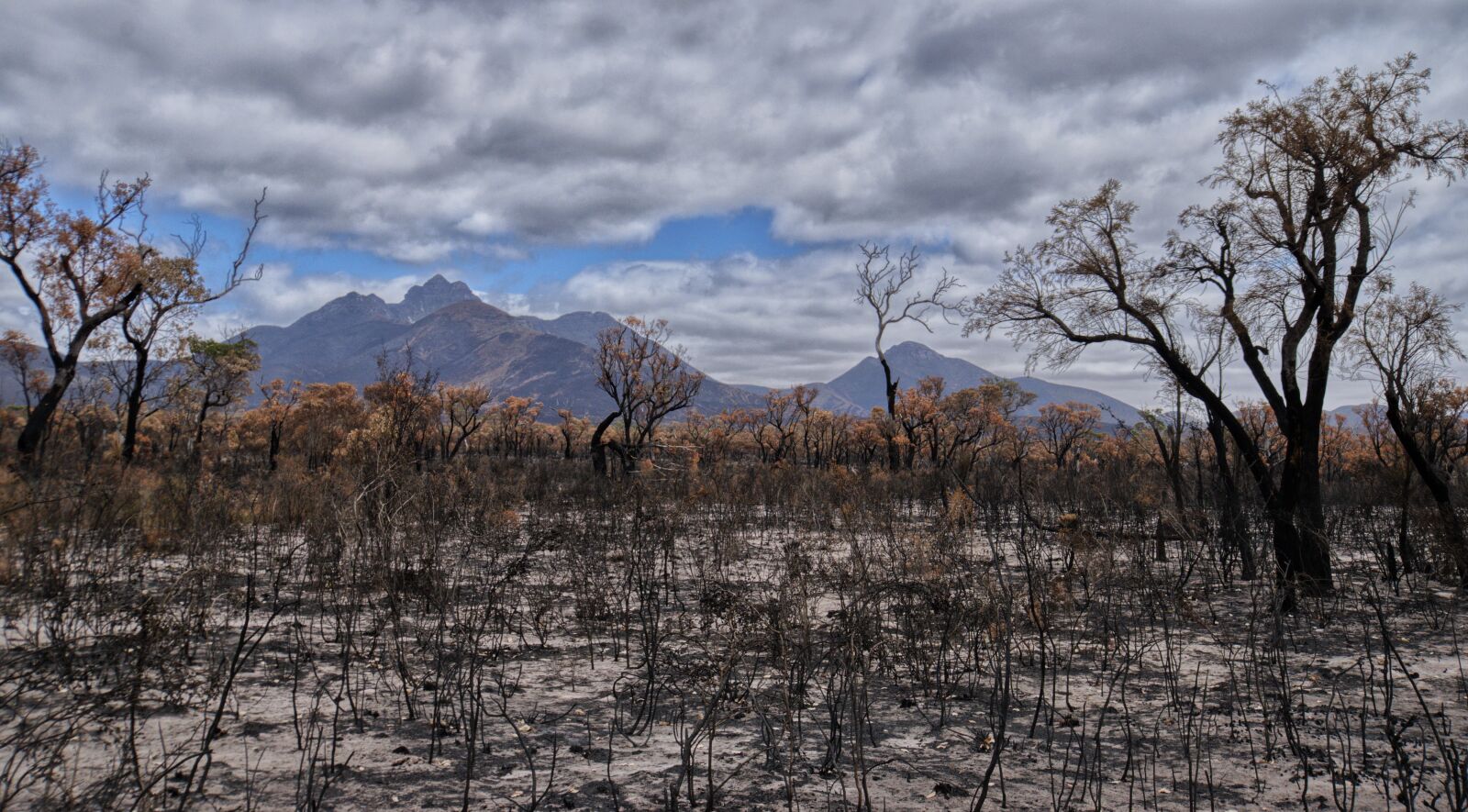 Nikon D3300 sample photo. Bushfire, devastation, australia photography