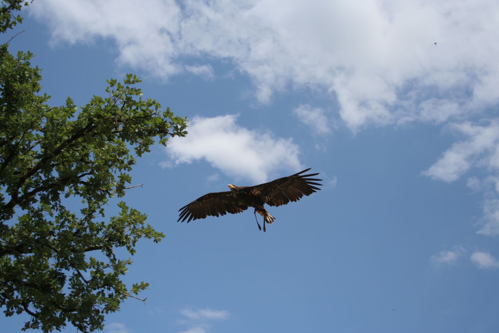 Canon EOS 350D (EOS Digital Rebel XT / EOS Kiss Digital N) sample photo. Eagle, bird, air photography
