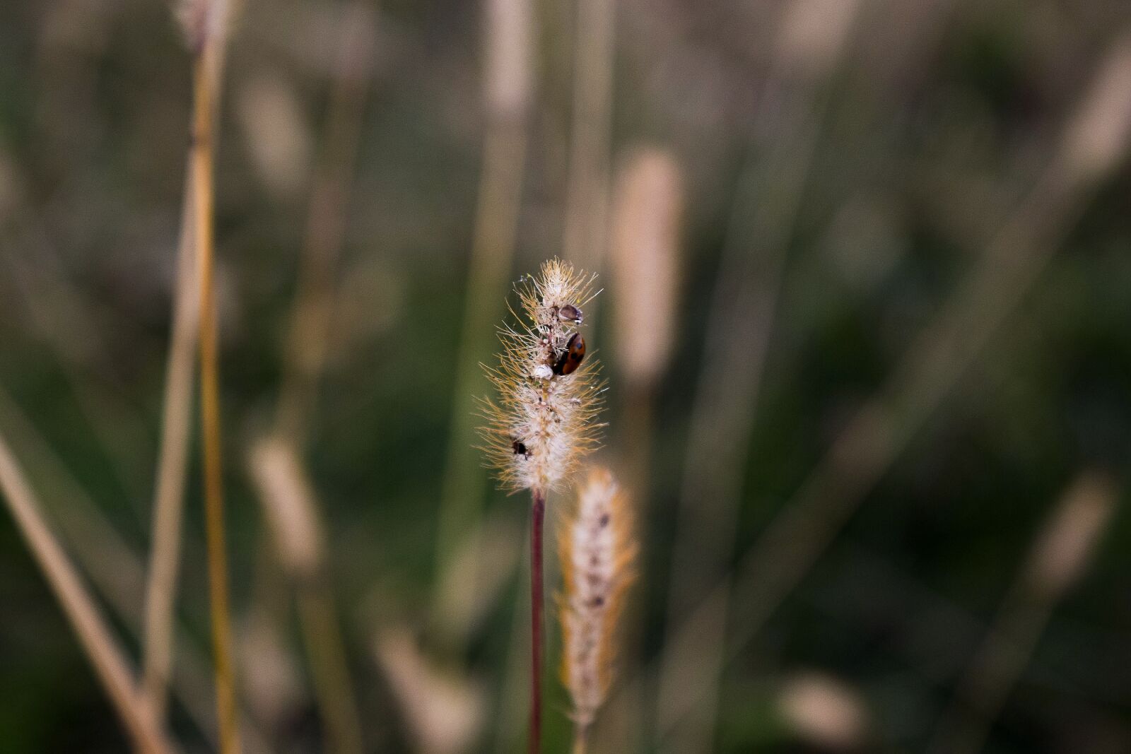 Nikon D5300 sample photo. Field, bee, insects photography