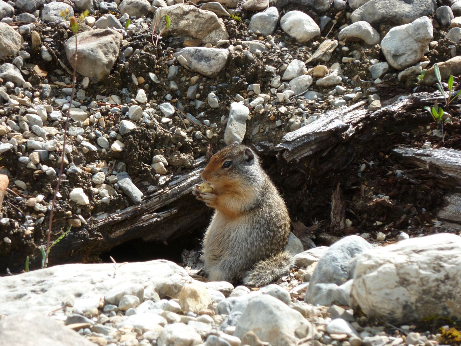 Panasonic Lumix DMC-ZS7 (Lumix DMC-TZ10) sample photo. Nager, rodent, nature photography
