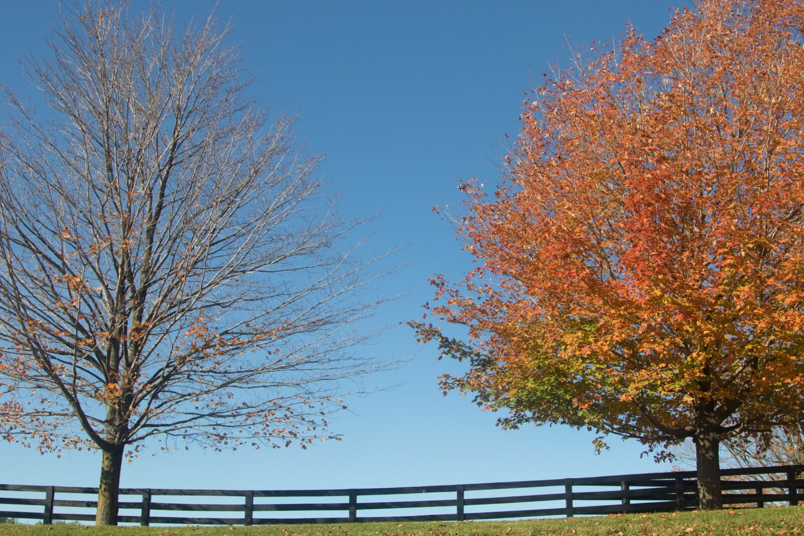 Canon EOS 7D Mark II sample photo. Trees, sky, fall photography
