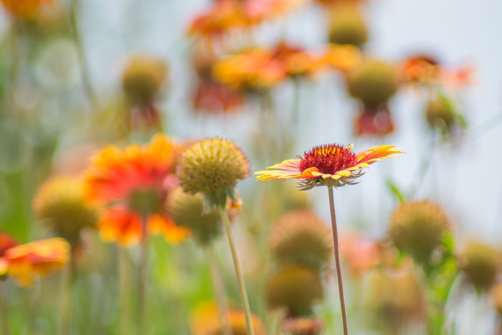 Nikon D7200 sample photo. Flower, nature, flora photography