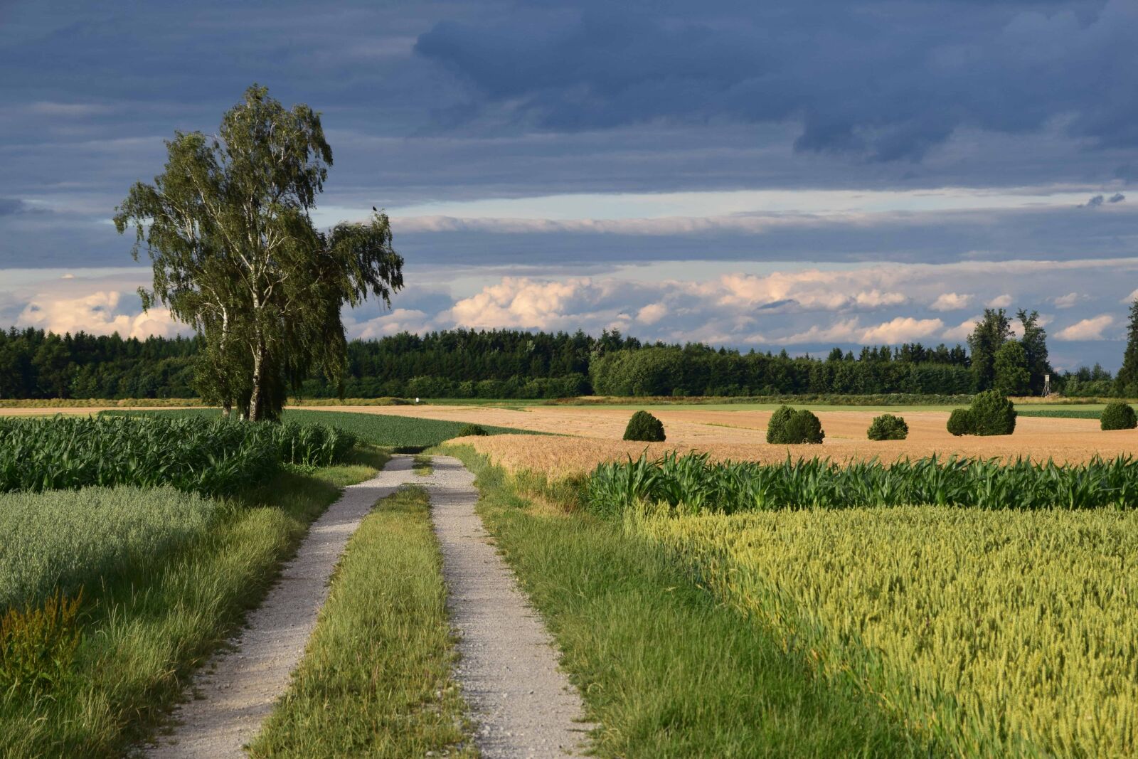 Nikon D3300 sample photo. Road, countryside, agriculture, landscape photography