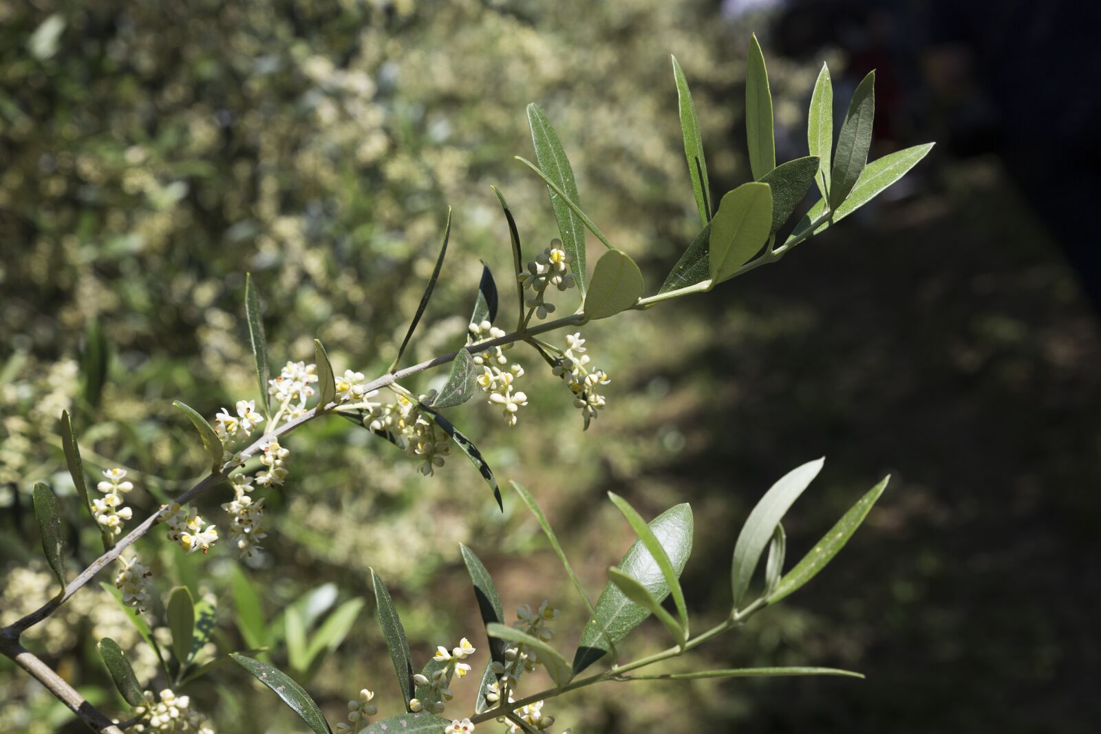 Canon EOS 6D sample photo. Flowers, olive, plant photography