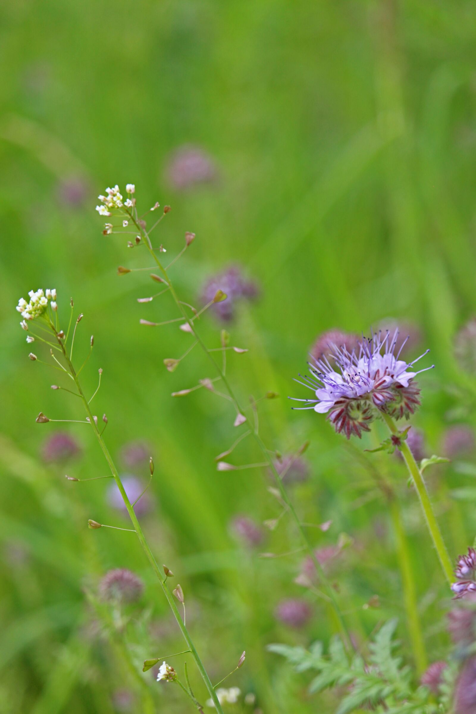 Canon EOS 700D (EOS Rebel T5i / EOS Kiss X7i) sample photo. Meadow, wild flowers, nature photography