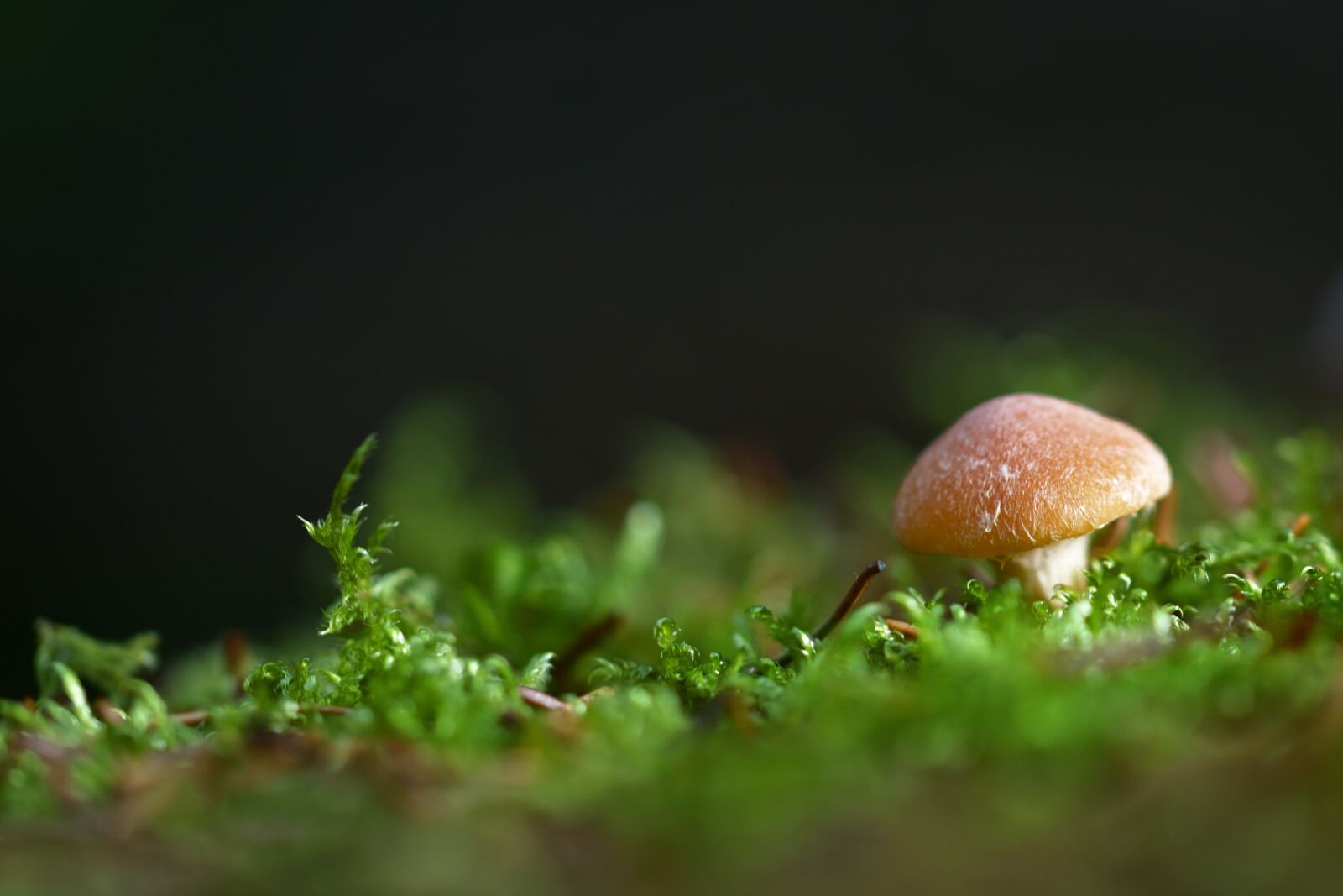 Nikon D5200 sample photo. Nature, forest, mushroom photography