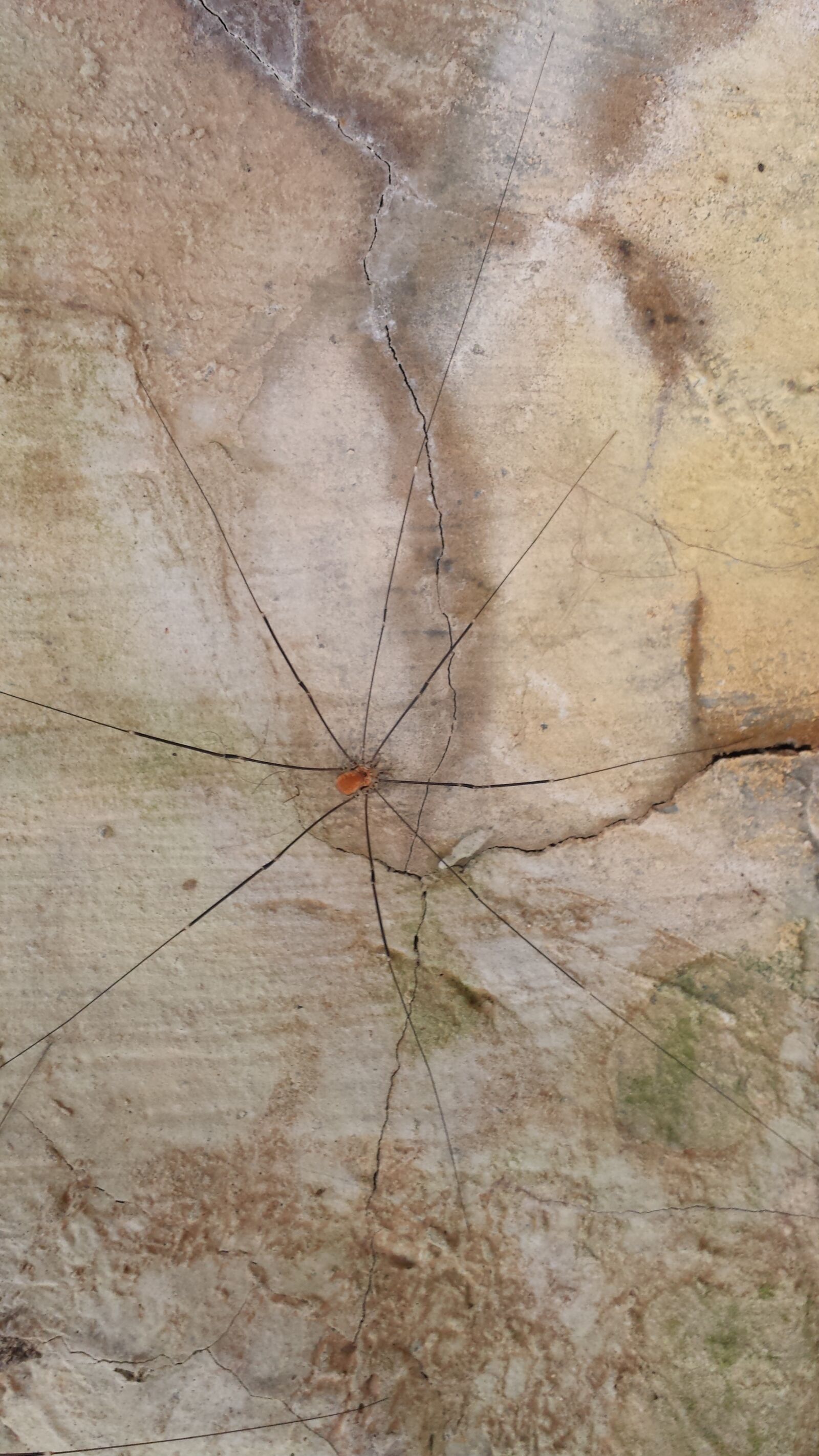 Samsung Galaxy S4 sample photo. Weber servant, kanker, spider photography