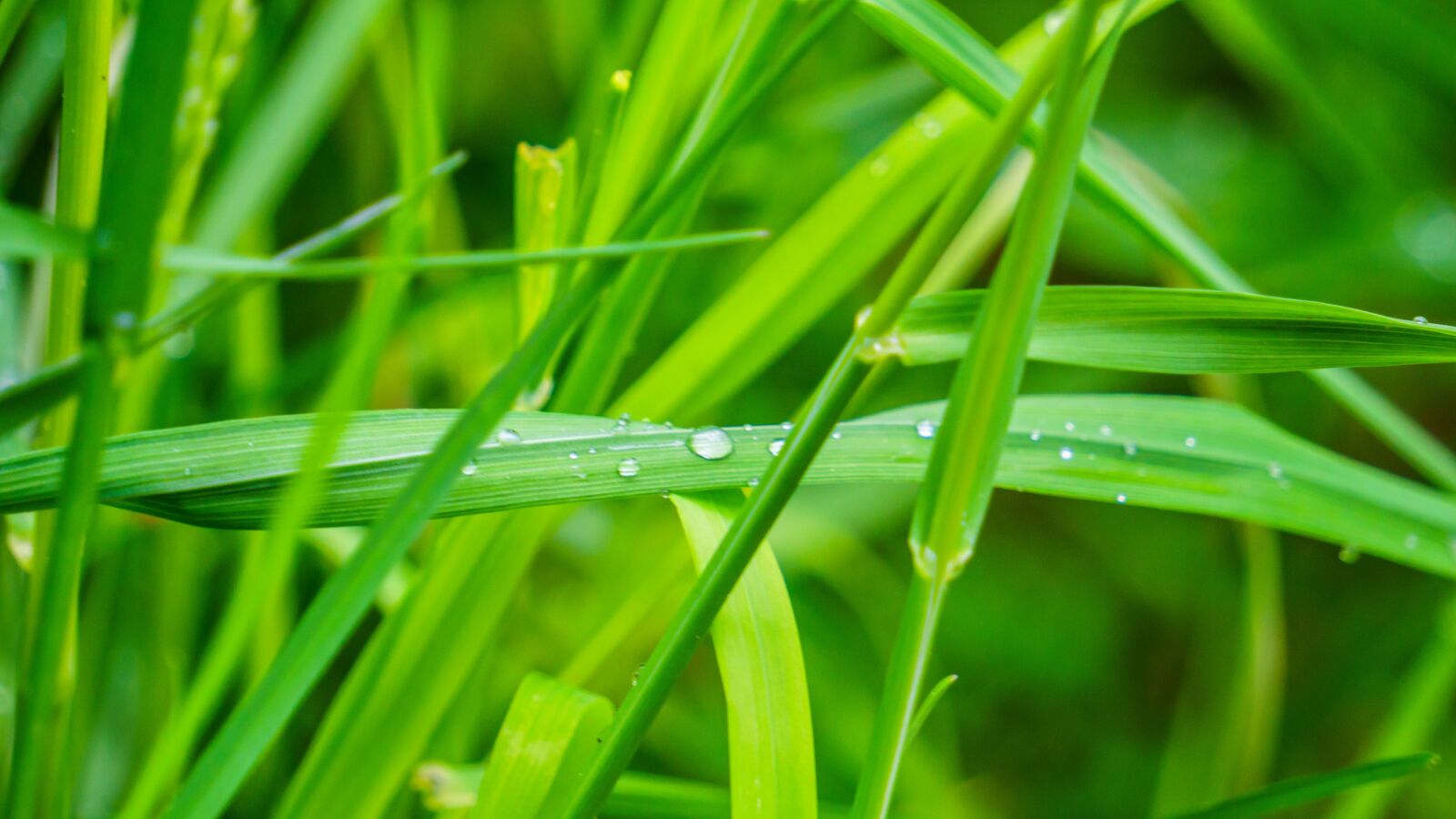 Sony E 55-210mm F4.5-6.3 OSS sample photo. Grass, blades of grass photography