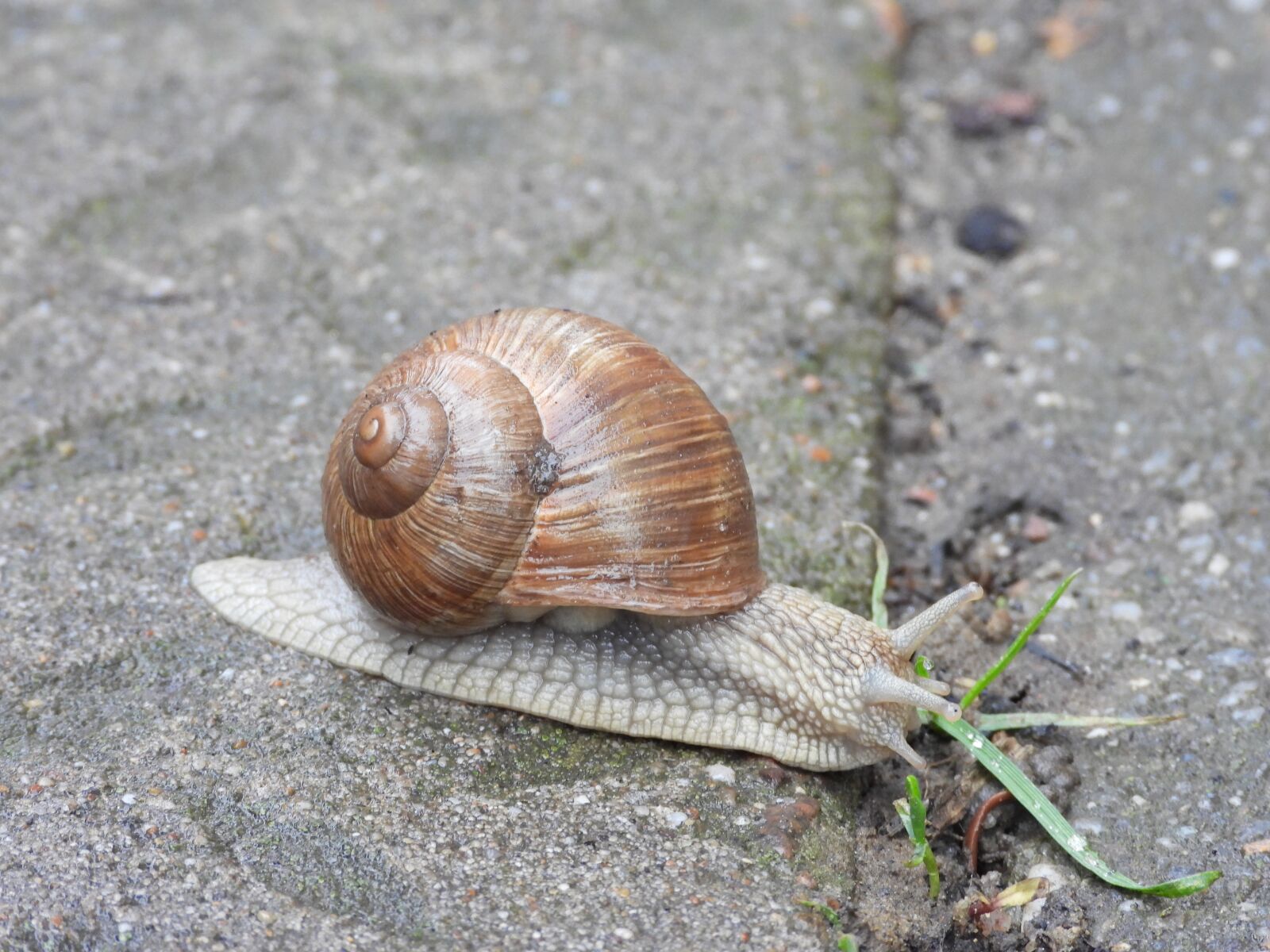 Nikon Coolpix P1000 sample photo. Snail, spring, winniczek photography