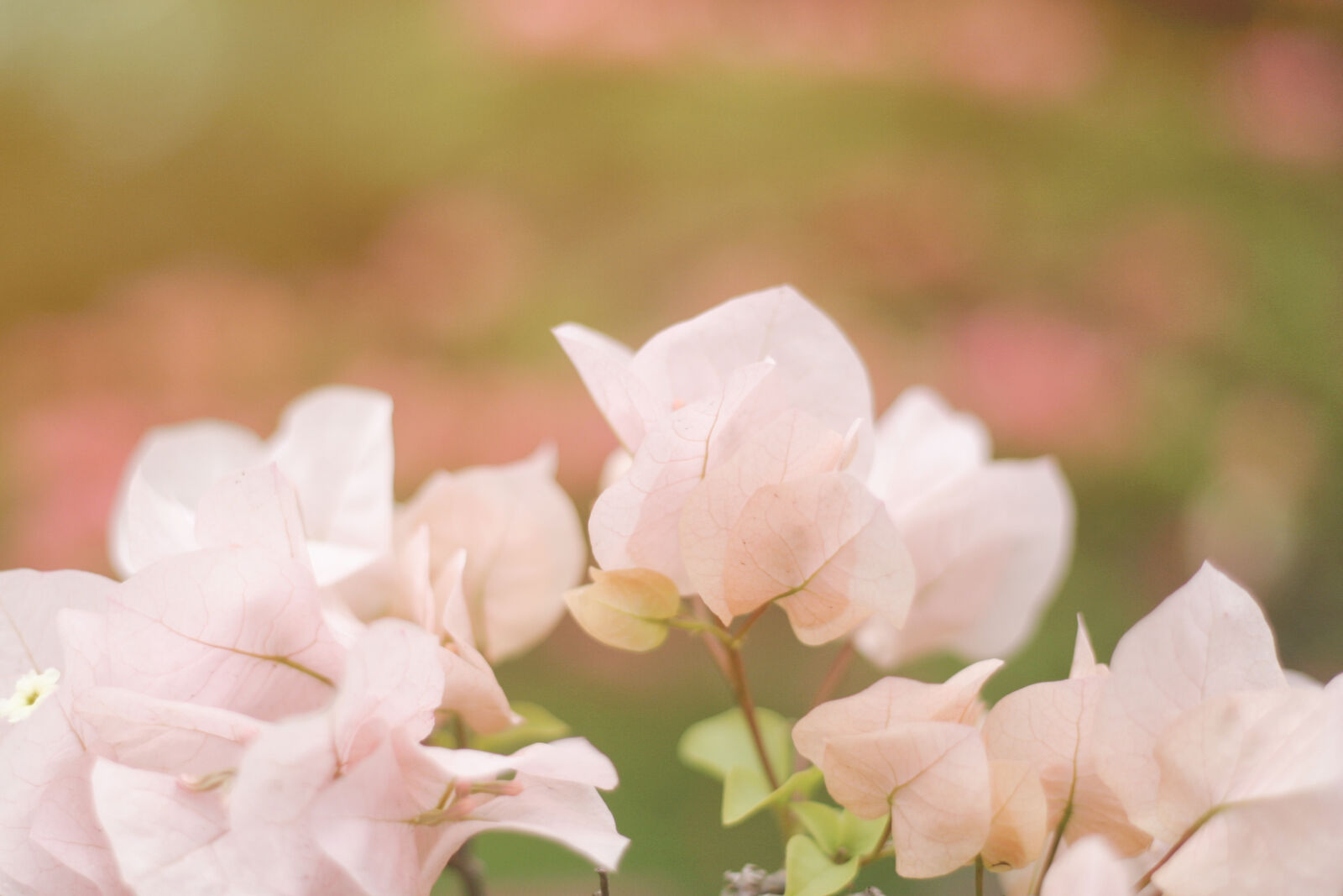Canon EOS 10D sample photo
