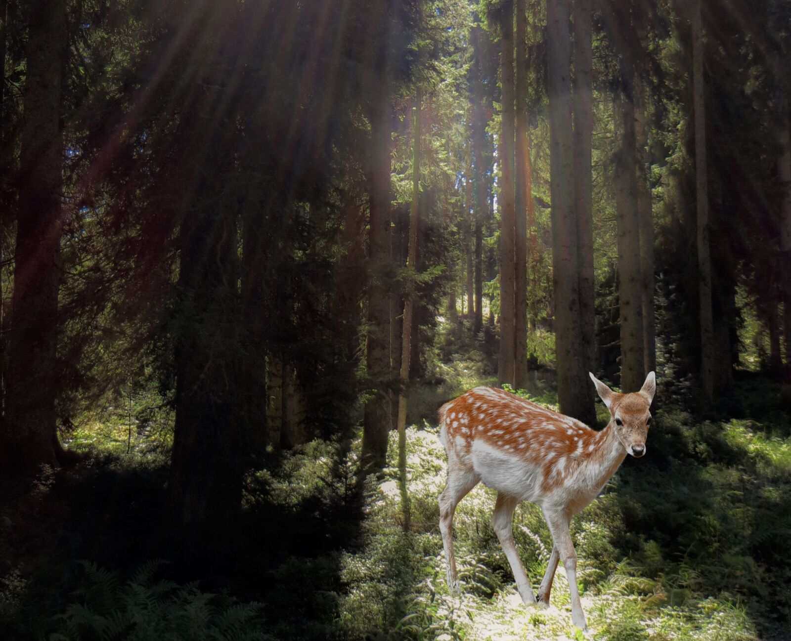 Canon PowerShot SX240 HS sample photo. Roe deer, forest, mysticism photography