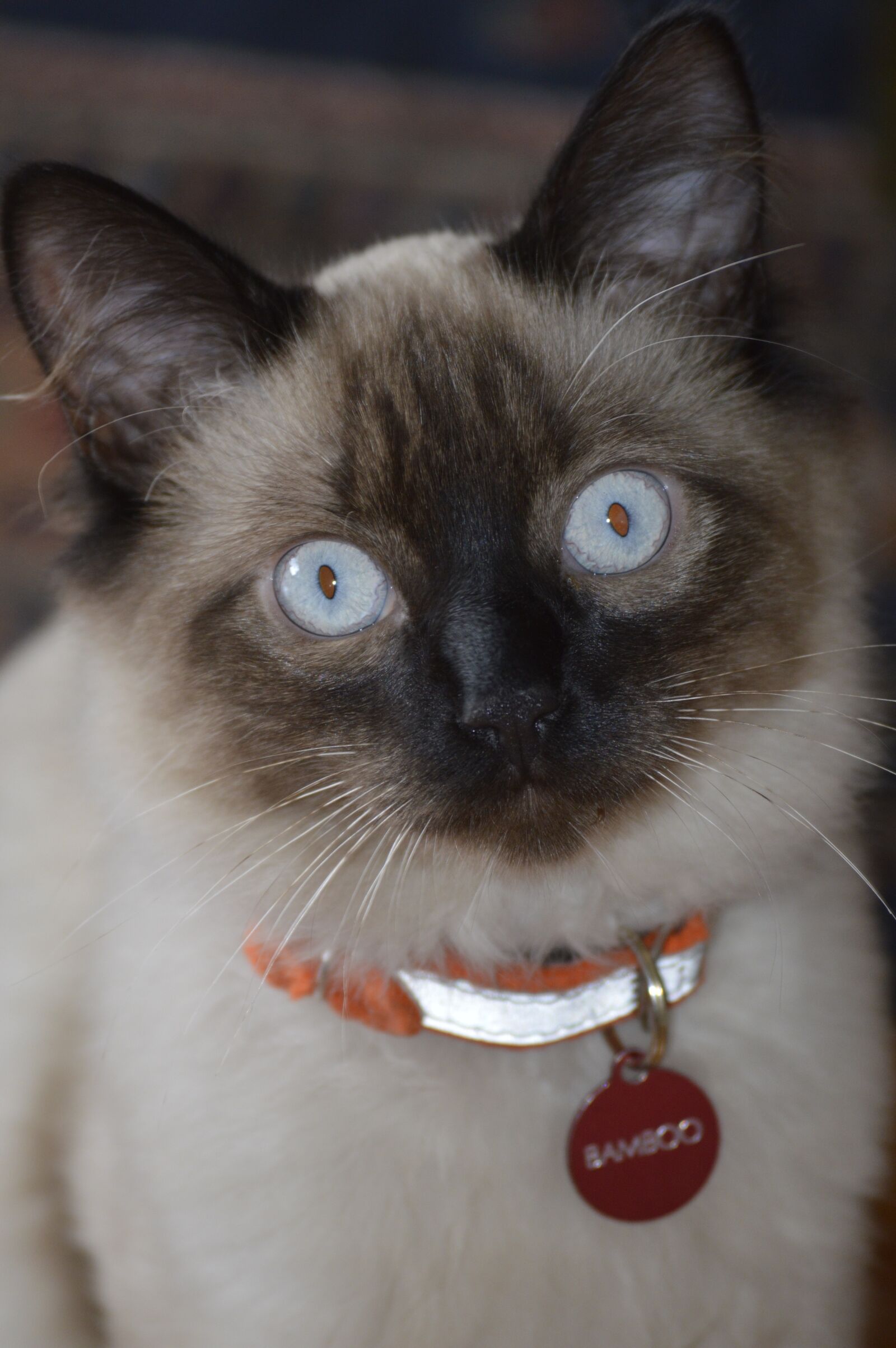Nikon D3200 sample photo. Cat, balinese, pet photography