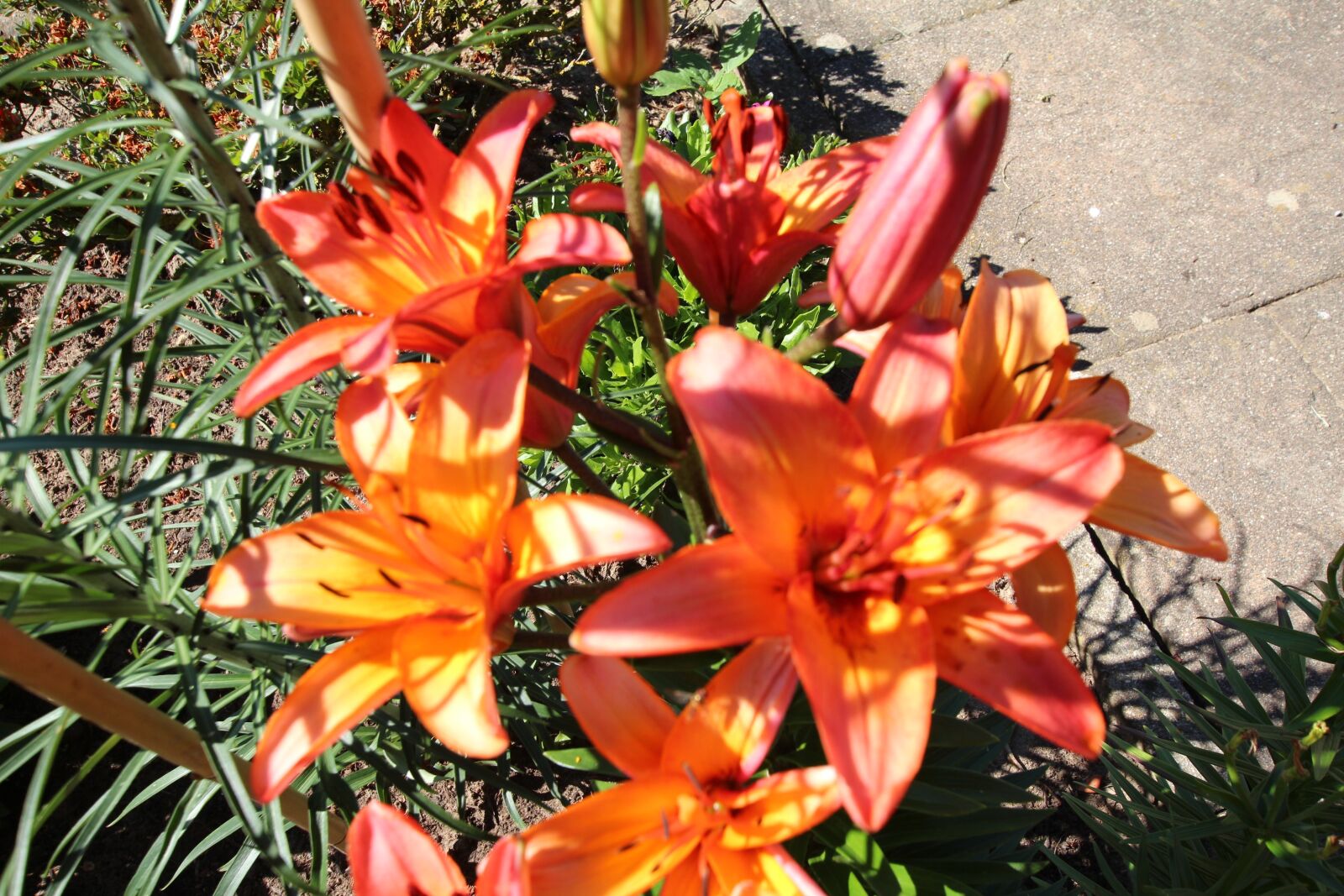 Canon EOS 600D (Rebel EOS T3i / EOS Kiss X5) sample photo. Lily, blossom, bloom photography