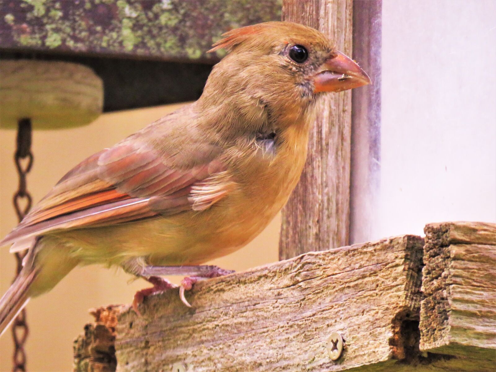 Canon PowerShot SX60 HS sample photo. Bird, colorful, close up photography