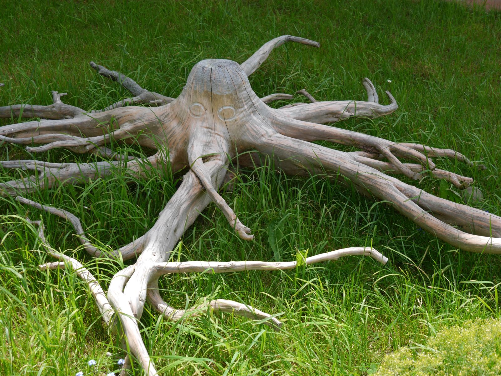 Panasonic Lumix DMC-G6 sample photo. Octopus, wood, root photography