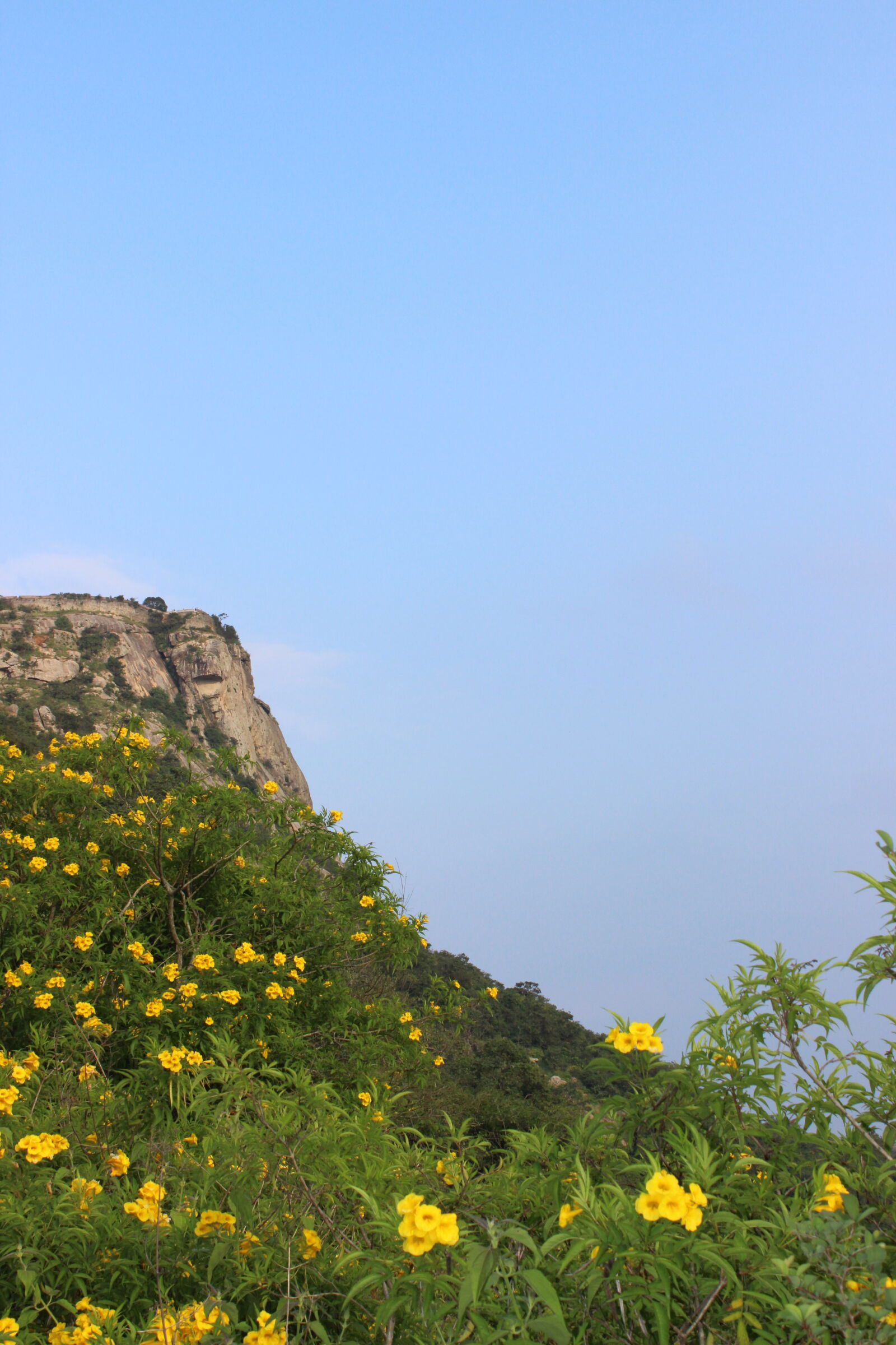 Canon EOS 600D (Rebel EOS T3i / EOS Kiss X5) sample photo. Flowers, rock, shaped, yellow photography