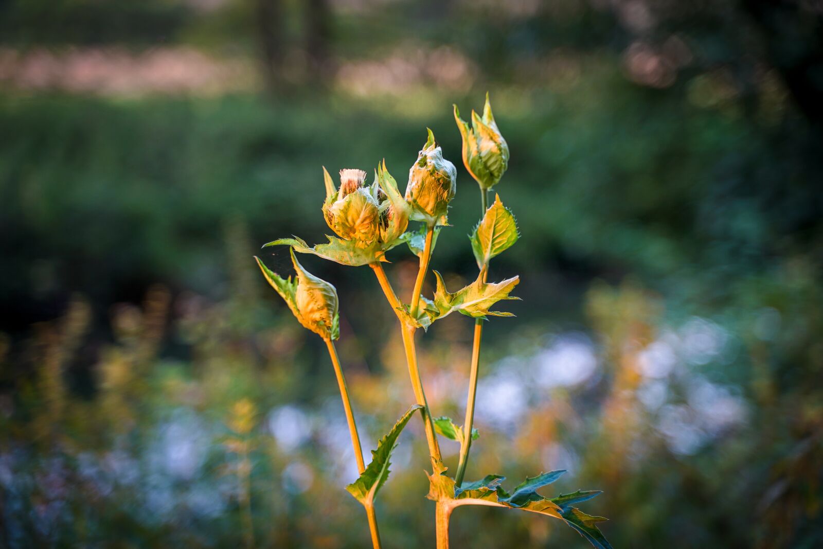 Sony a7 III + Tamron 28-75mm F2.8 Di III RXD sample photo. Flowers, blades of grass photography