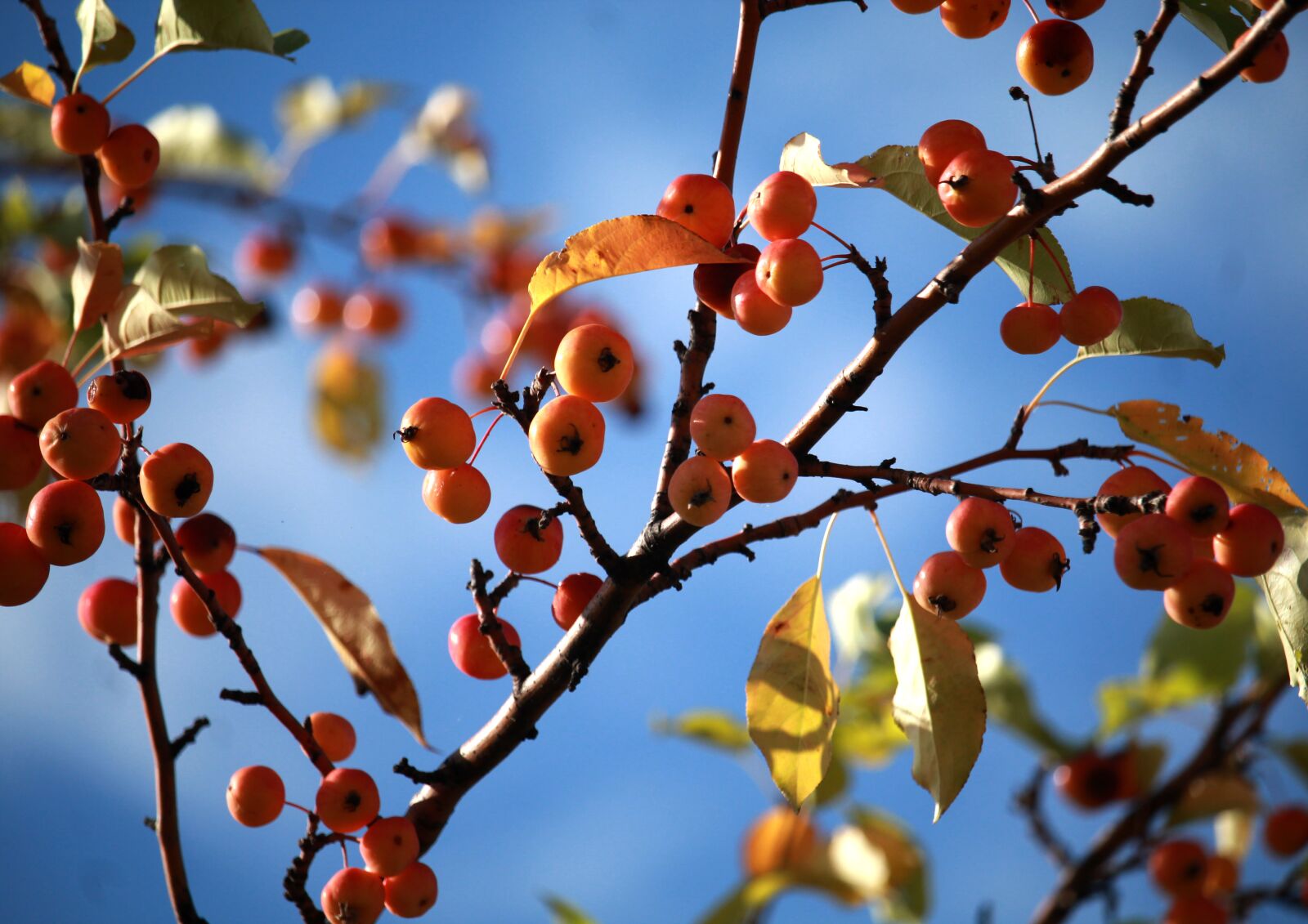 Canon EOS 1200D (EOS Rebel T5 / EOS Kiss X70 / EOS Hi) sample photo. Apples, sky, autumn photography