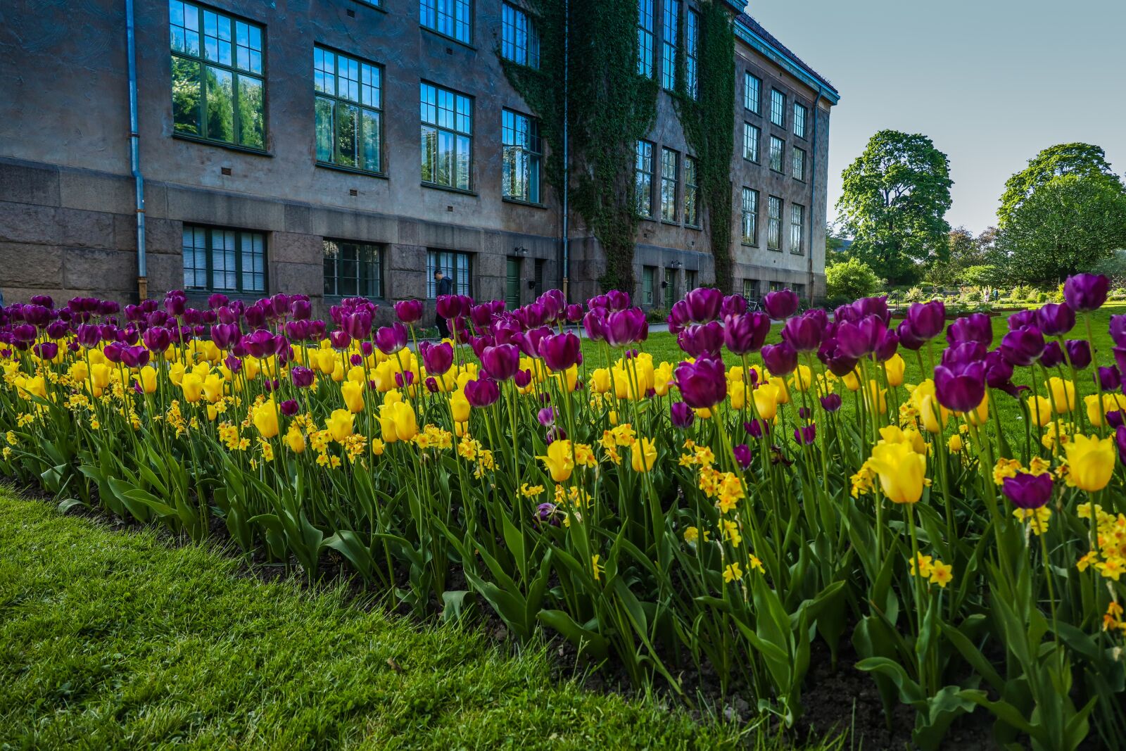 Canon EOS R sample photo. Tulips, flower, spring photography